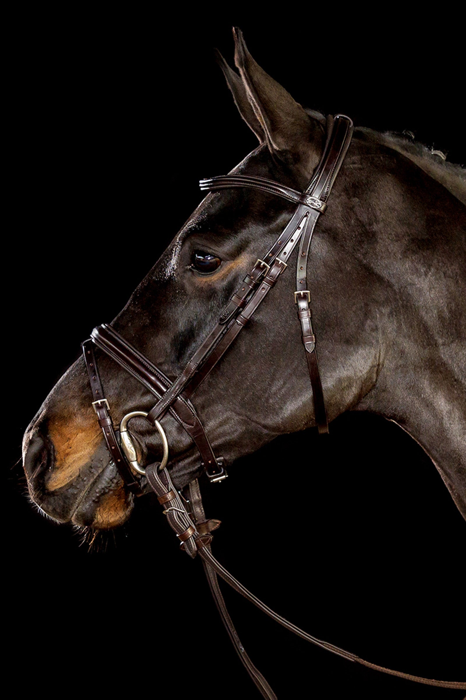 Schockemöhle Sports Oxford Bridle Bridles & Reins