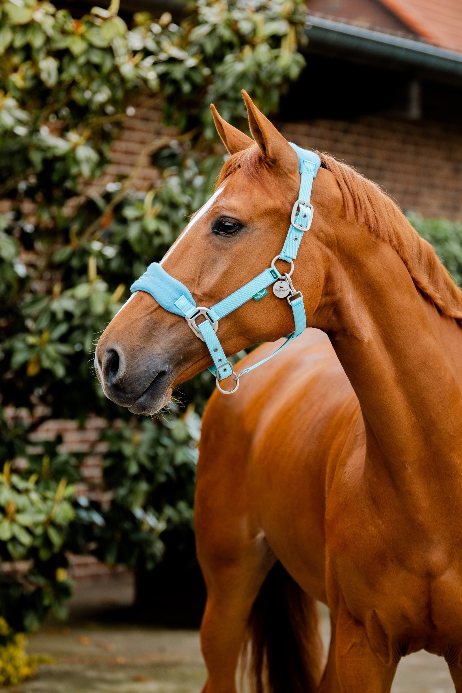 Horseware Signature Pielęgnacyjna Obroża Kantary i uwiązy