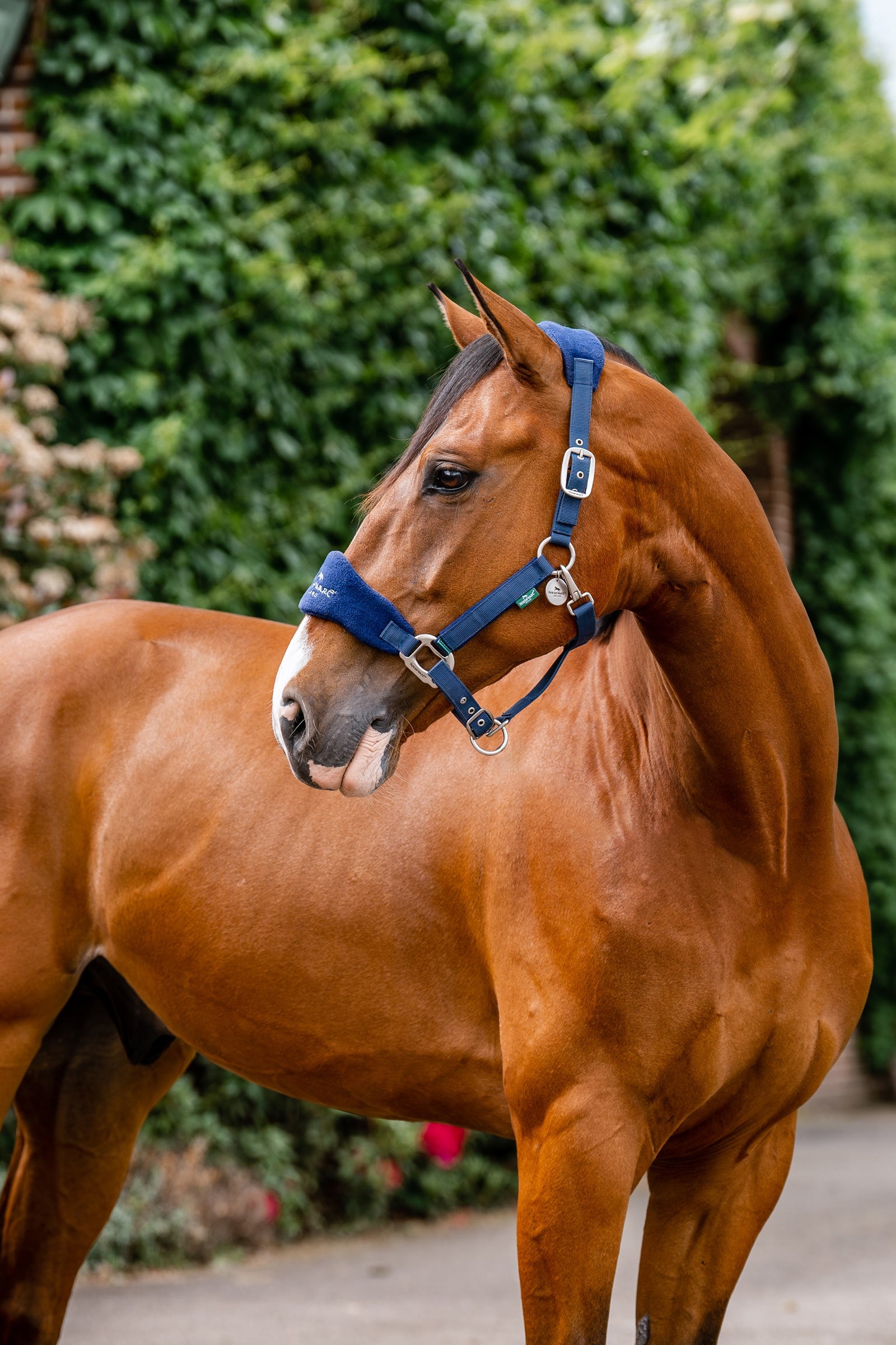 Horseware Signature Pielęgnacyjna Obroża Kantary i uwiązy