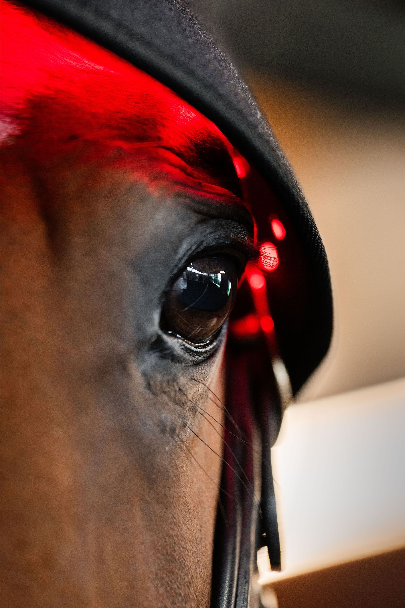 Horseware LED Red Light Therapy Poll Cap Horse Rugs