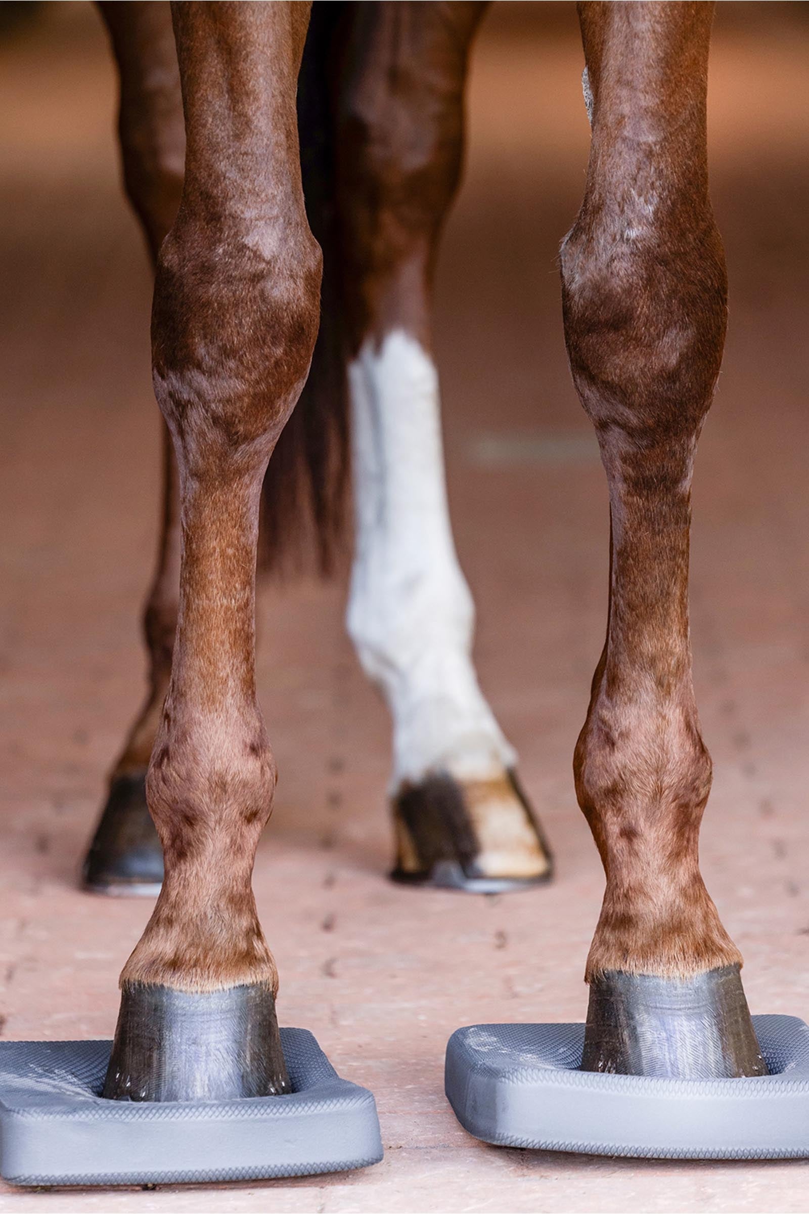 Waldhausen Health + Care Balance Pads Leg & Hoof Protection