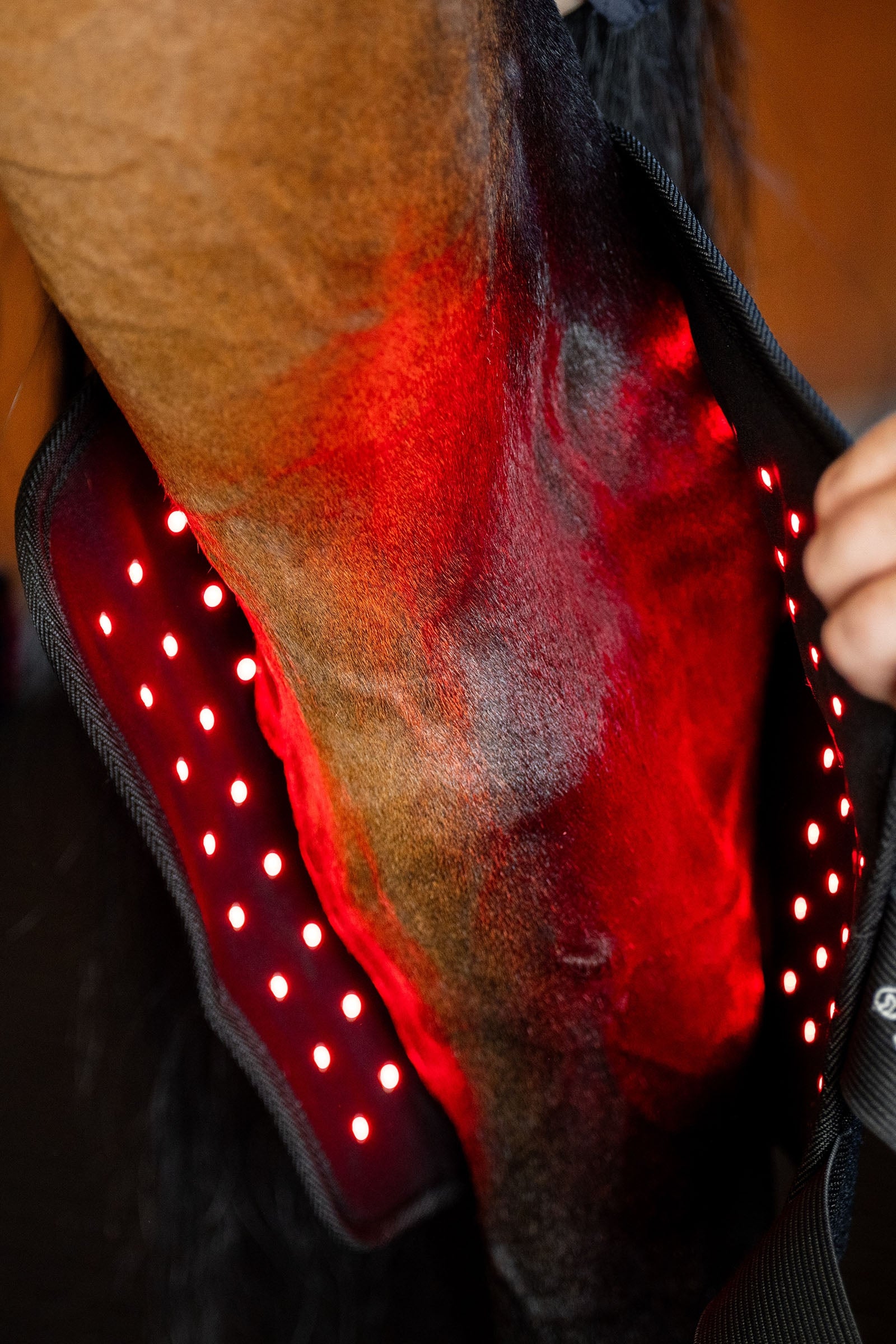Horseware LED Red Light Therapy Hock Boot (1 pc.) Leg Protection & Hoof Protection for Horses
