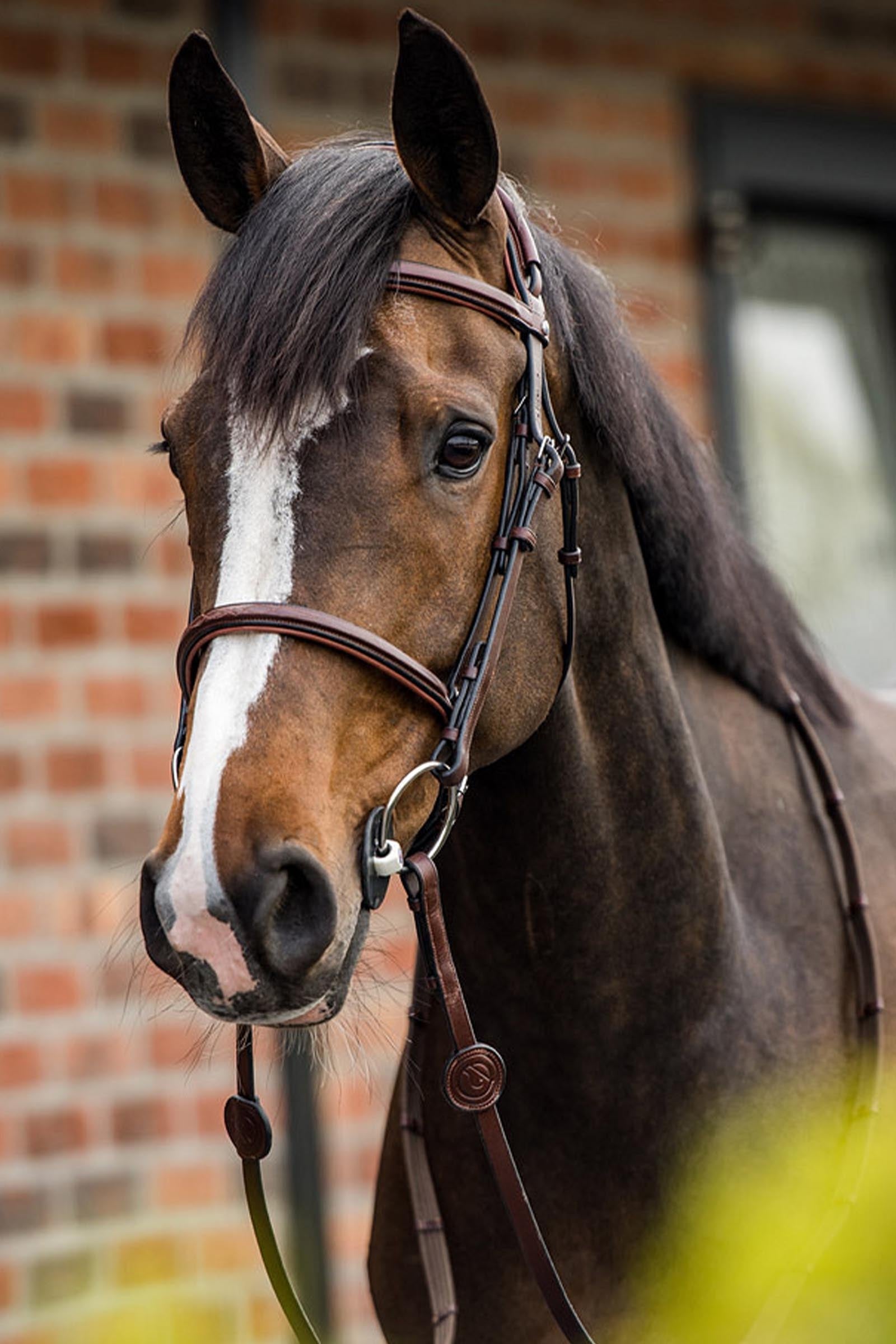 Trust Equestrian Geneva Combined Noseband Bridle Bridles & Reins