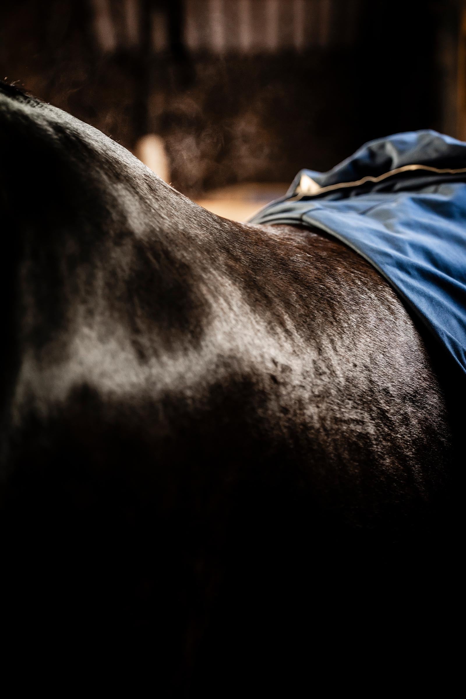 Horseware Rambo Dry Rug Supreme Horse Rugs