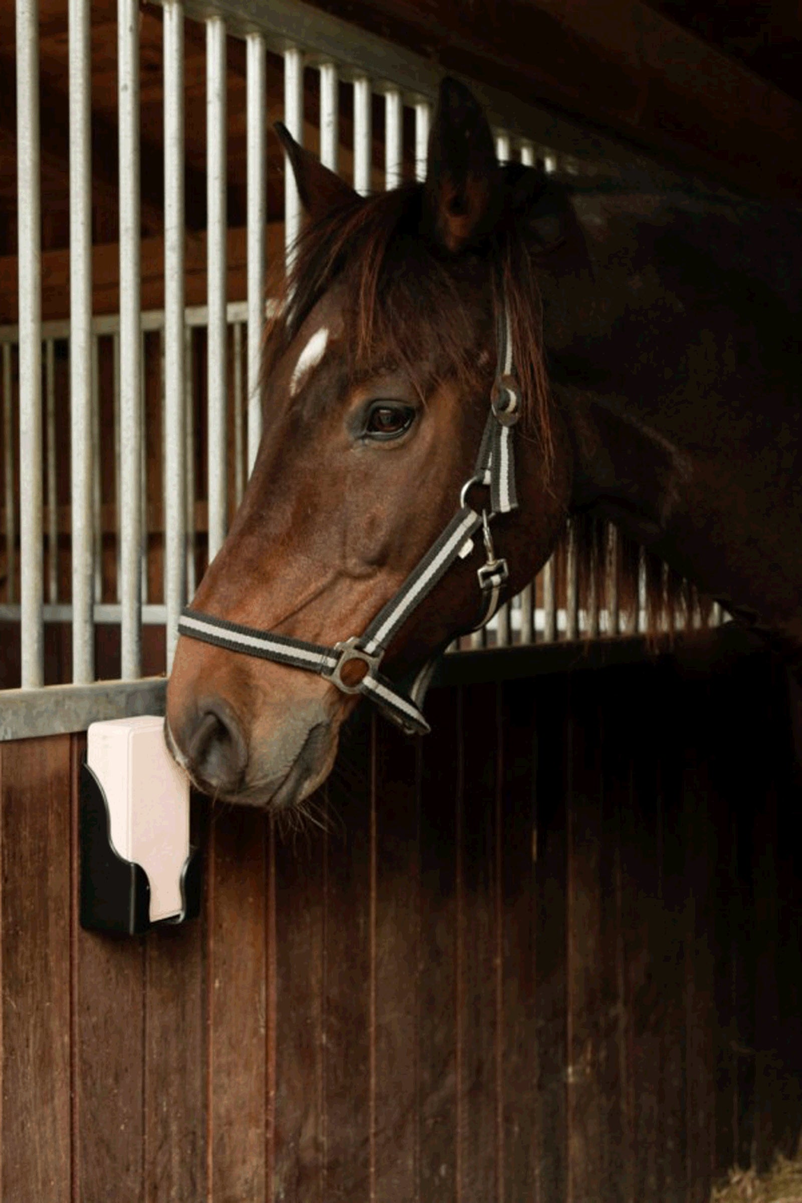 Kerbl Lick Holder For Rectangular Licks Horse Feed & Nutrition