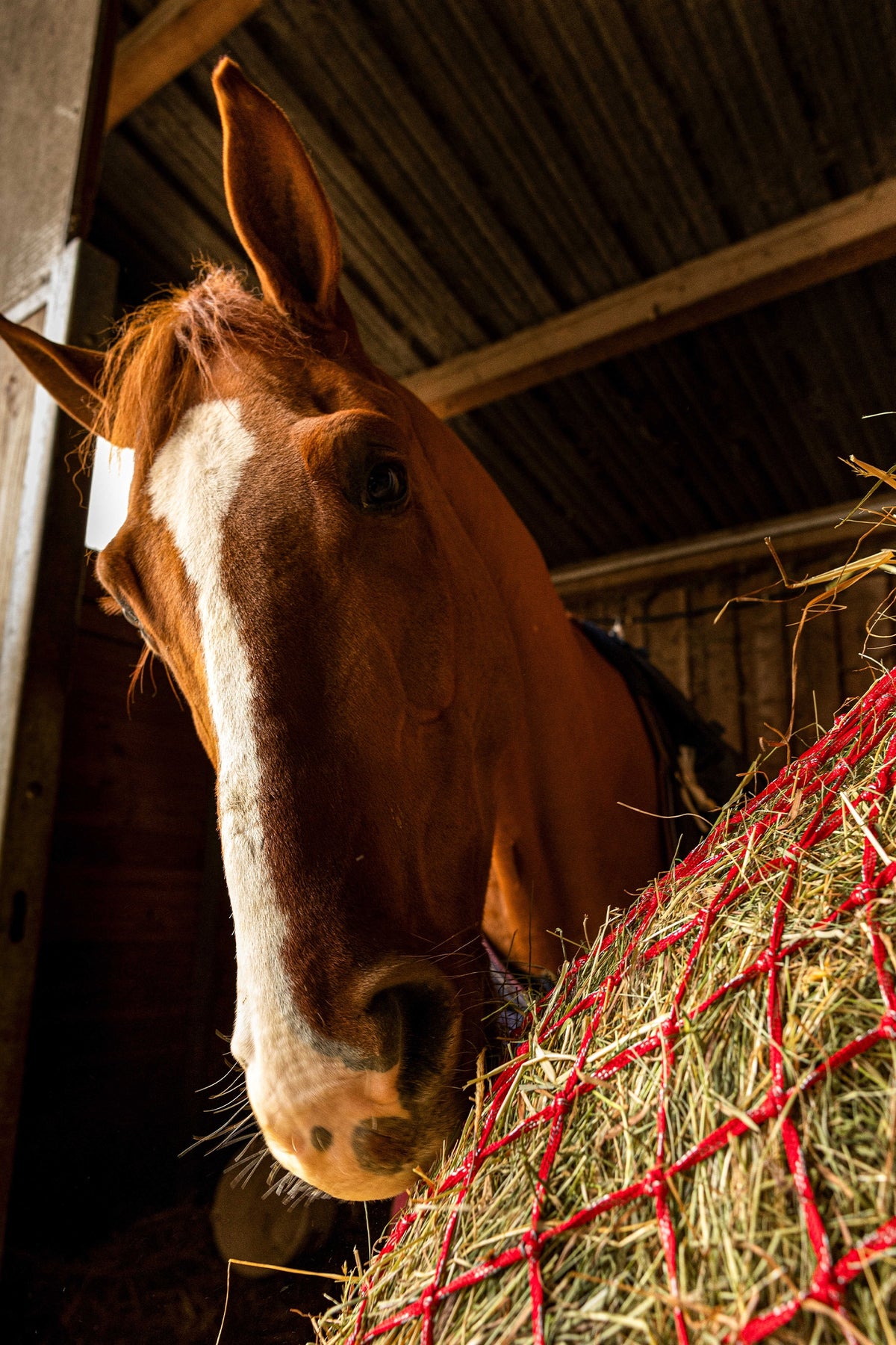 HIPPOTONIC ZARI Hay Net (105 cm), 5 x 5 Mesh Horse Feeders & Waterers