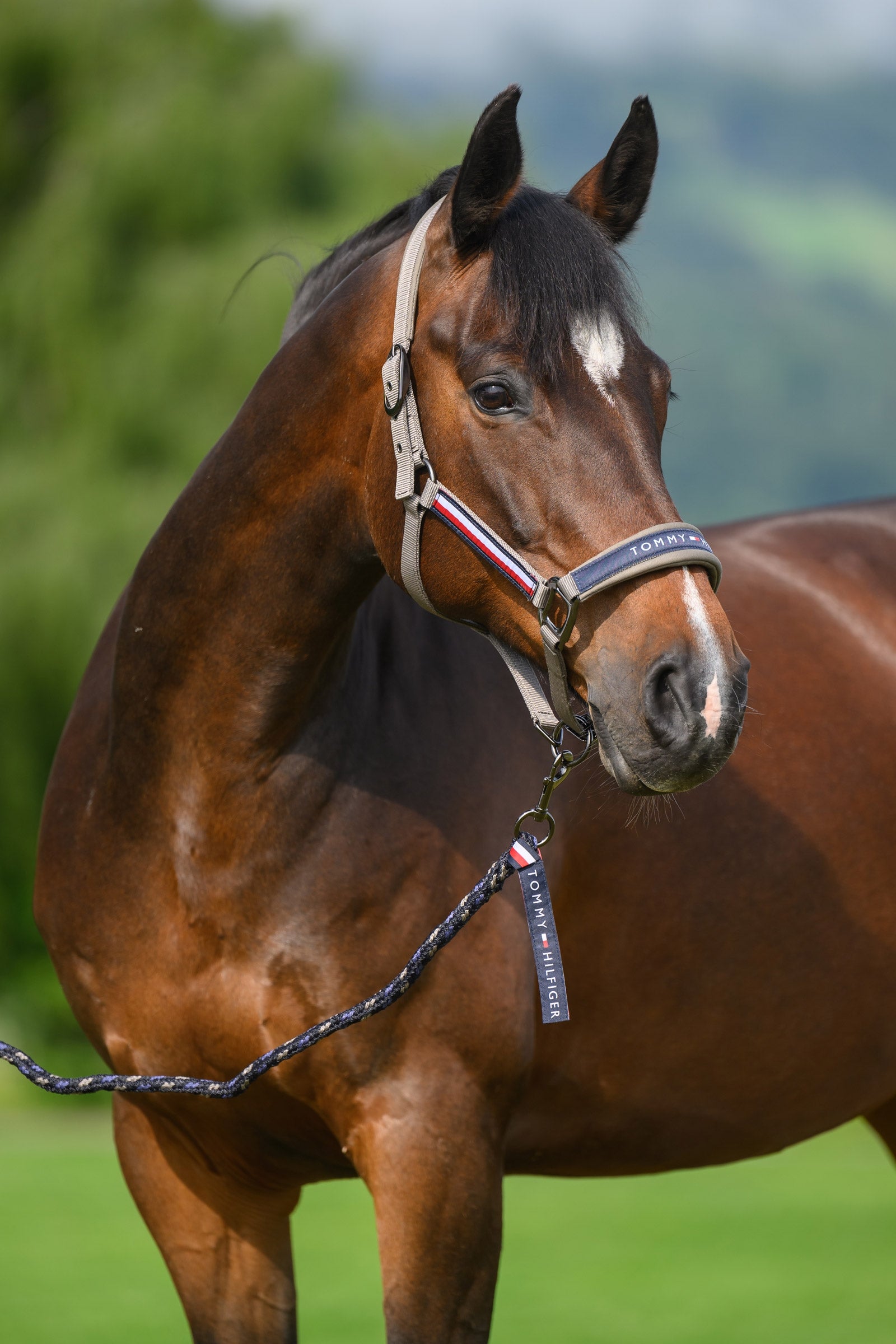 Tommy Hilfiger Equestrian Yale zestaw kantara i uwiązu Kantary i uwiązy