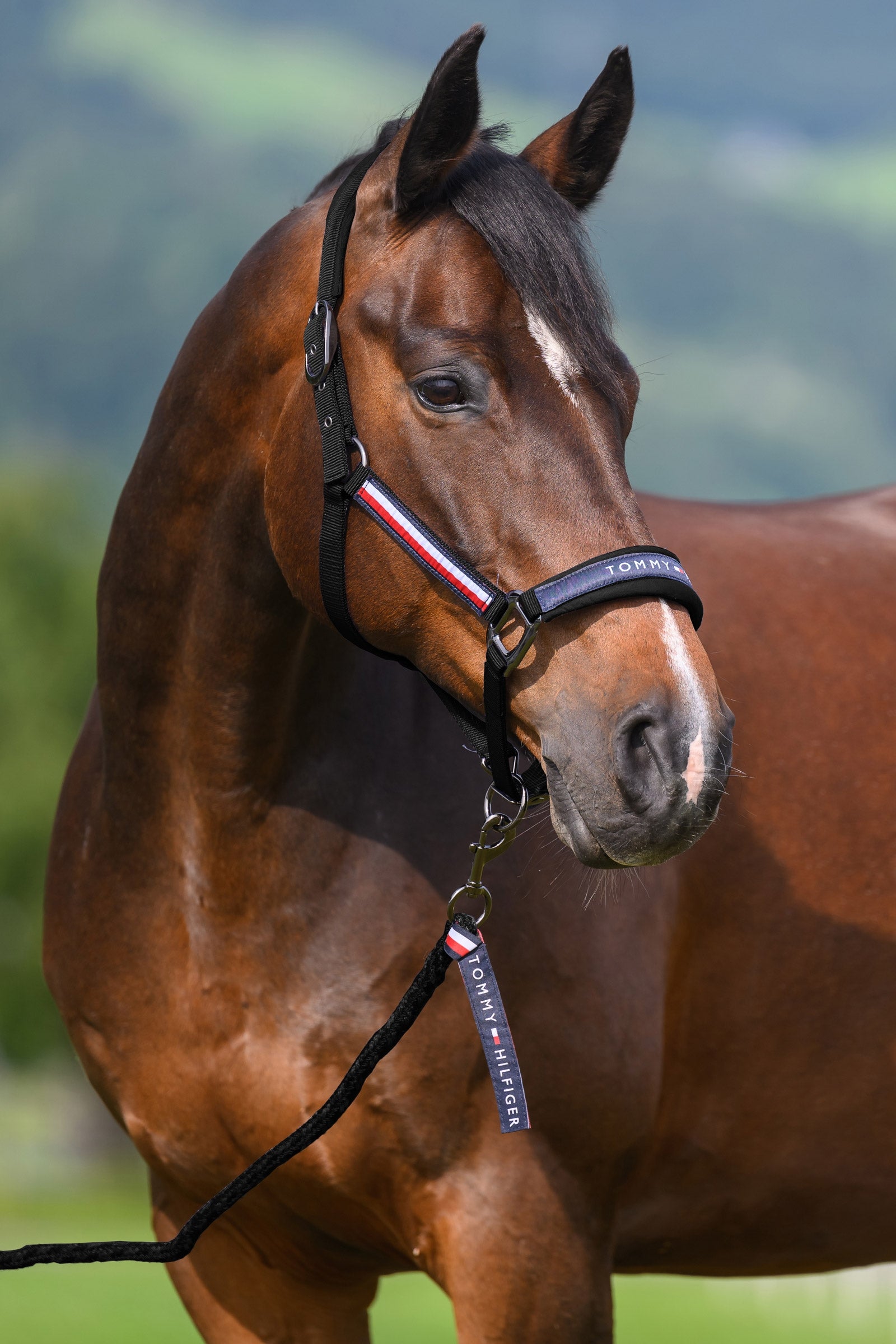 Tommy Hilfiger Equestrian Yale zestaw kantara i uwiązu Kantary i uwiązy