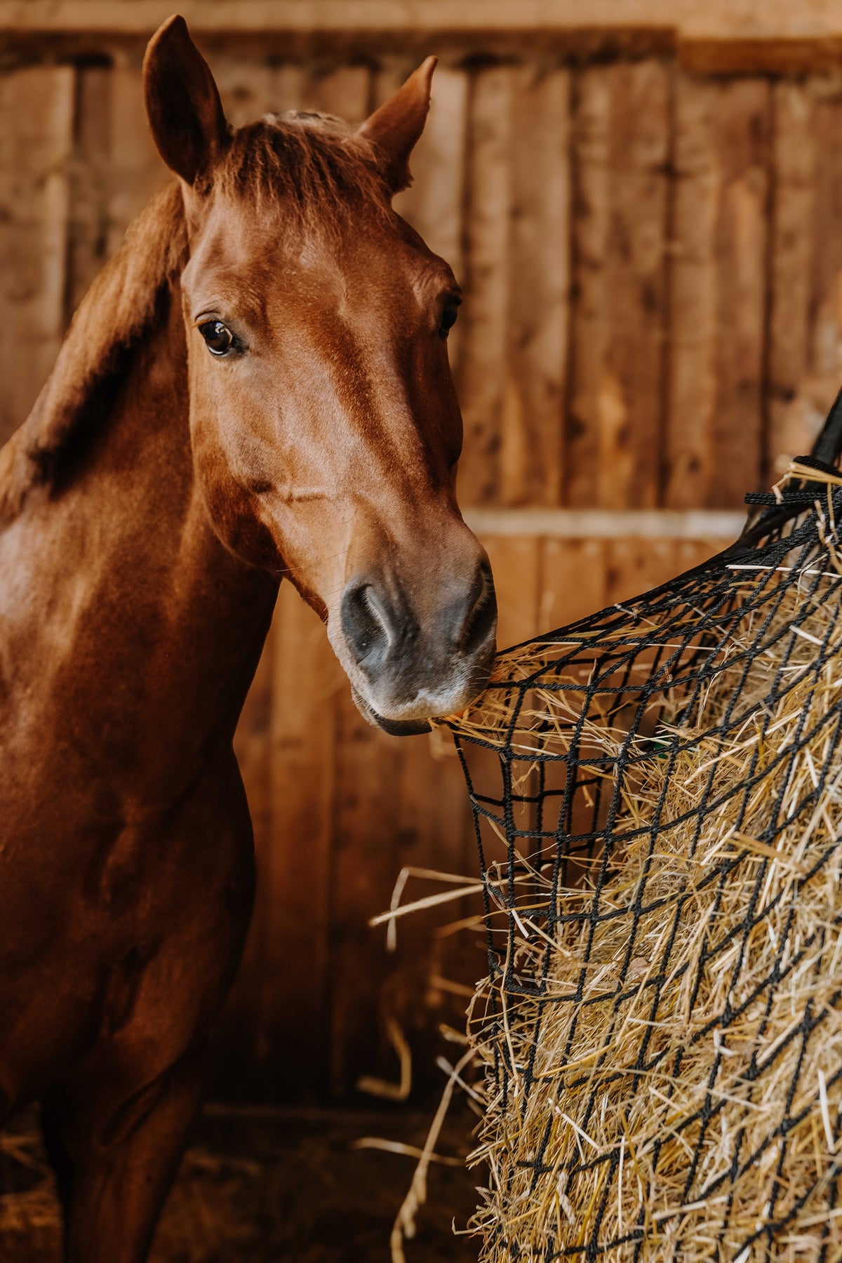 HIPPOTONIC Rectangular Hay Net (150 x 100 cm) Horse Feeders & Waterers