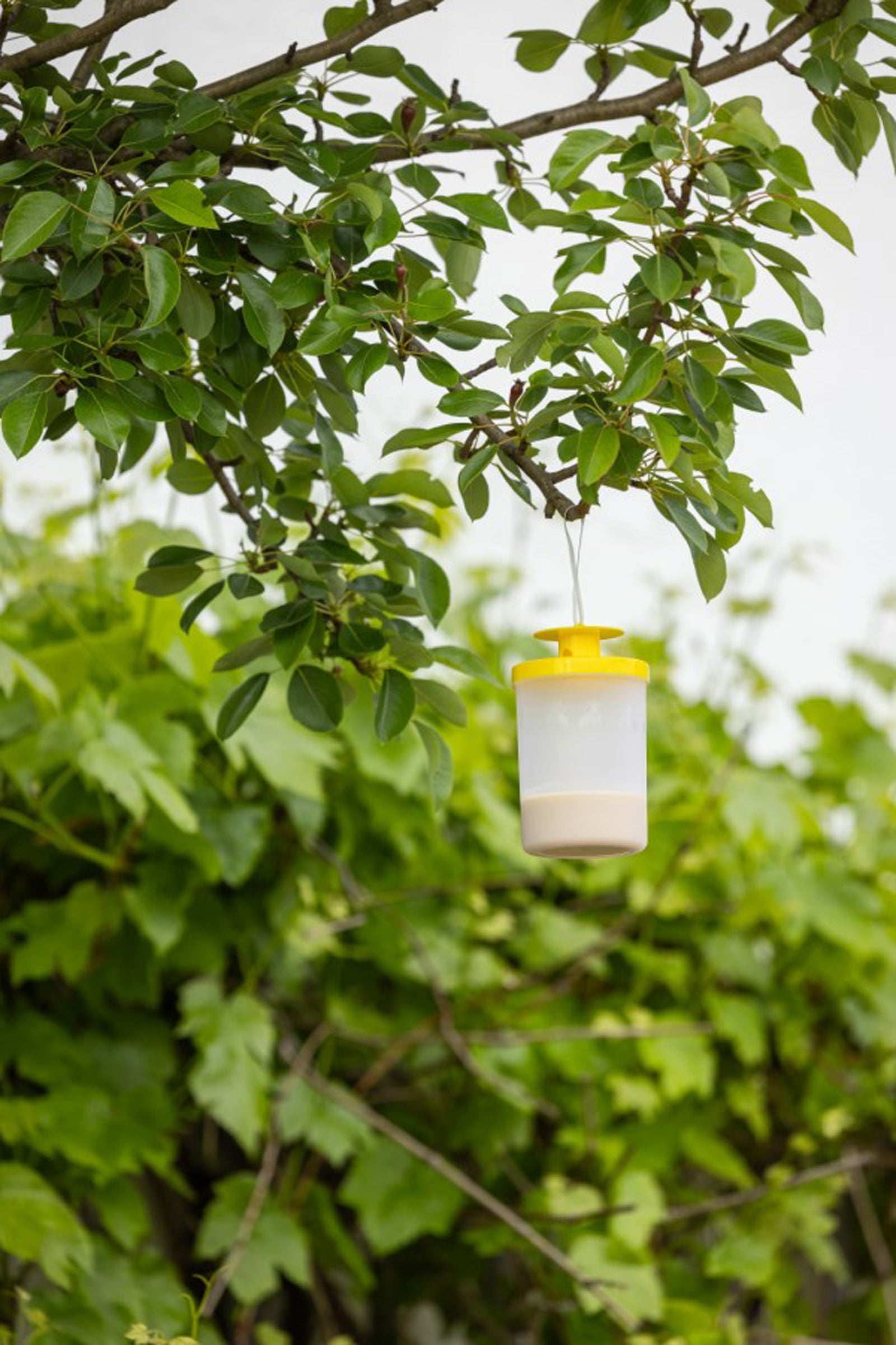 Kerbl cit FlyCage3 Fly Trap incl. 25 g Attractant Antifly Protection for Horses