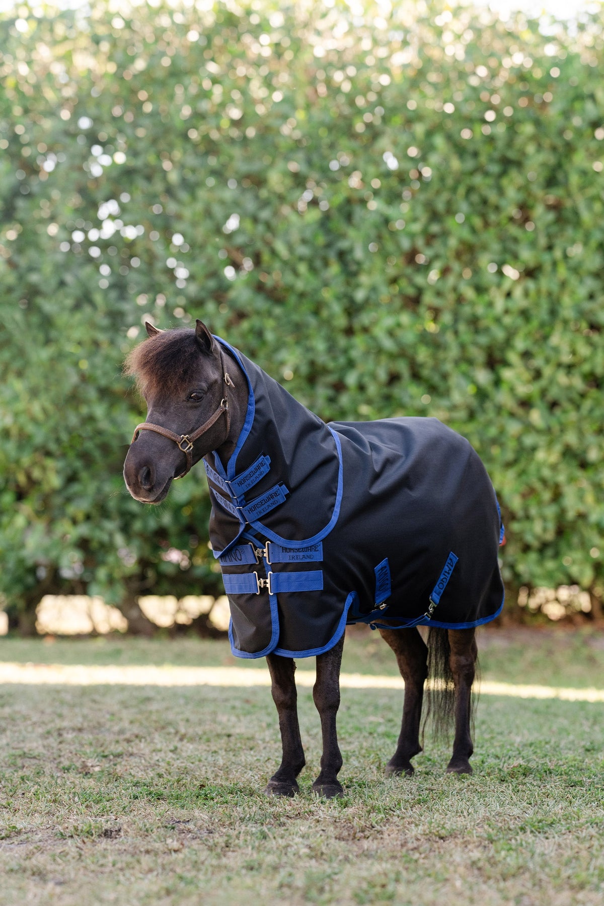 Horseware Amigo Ripstop 900D Plus Petite derka padokowa z odpinanym kapturem na szyję, 0 g Derki