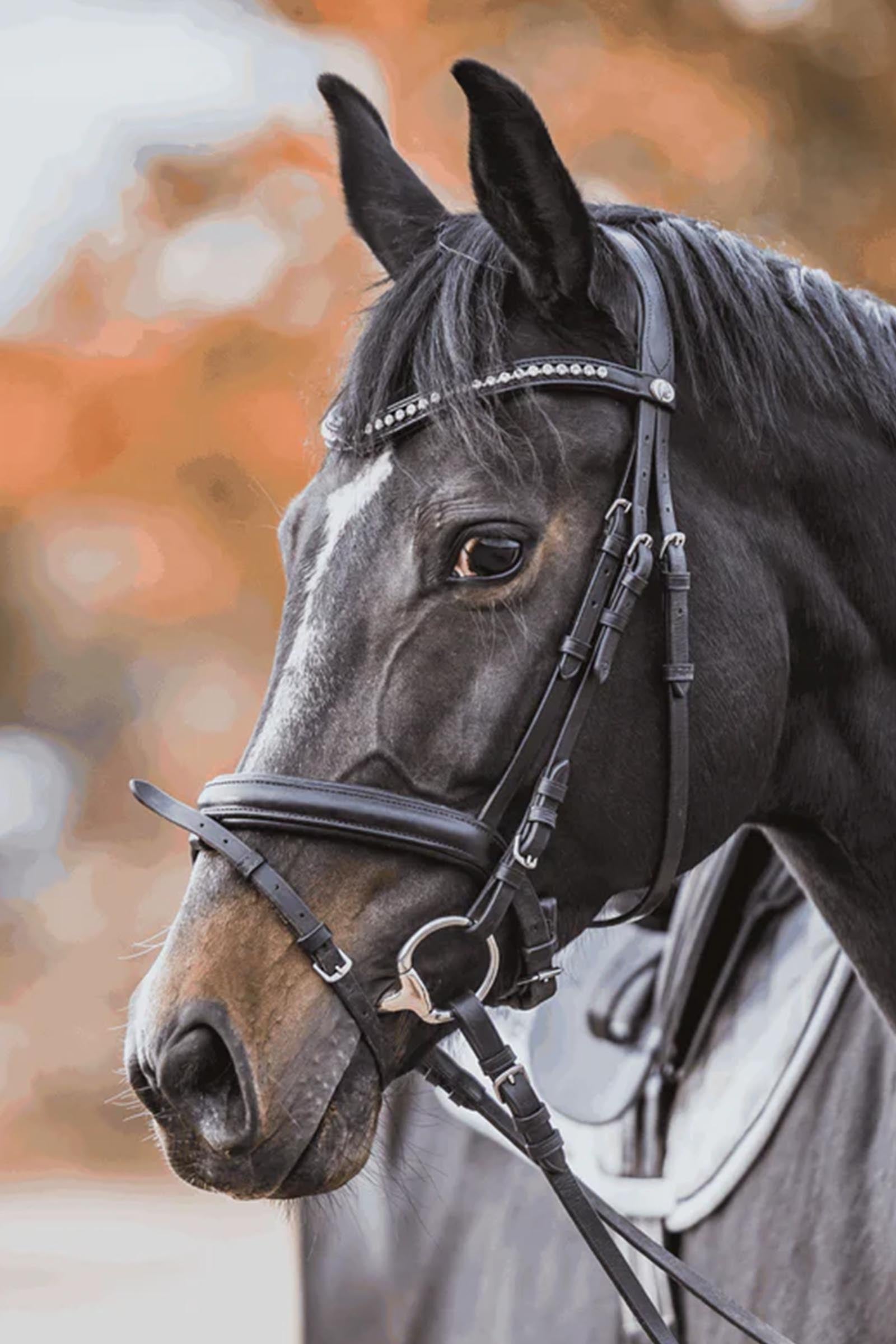 Sprenger KK Ultra Eggbutt Bit, Double Jt. 14 mm Sensogan Horse Bits