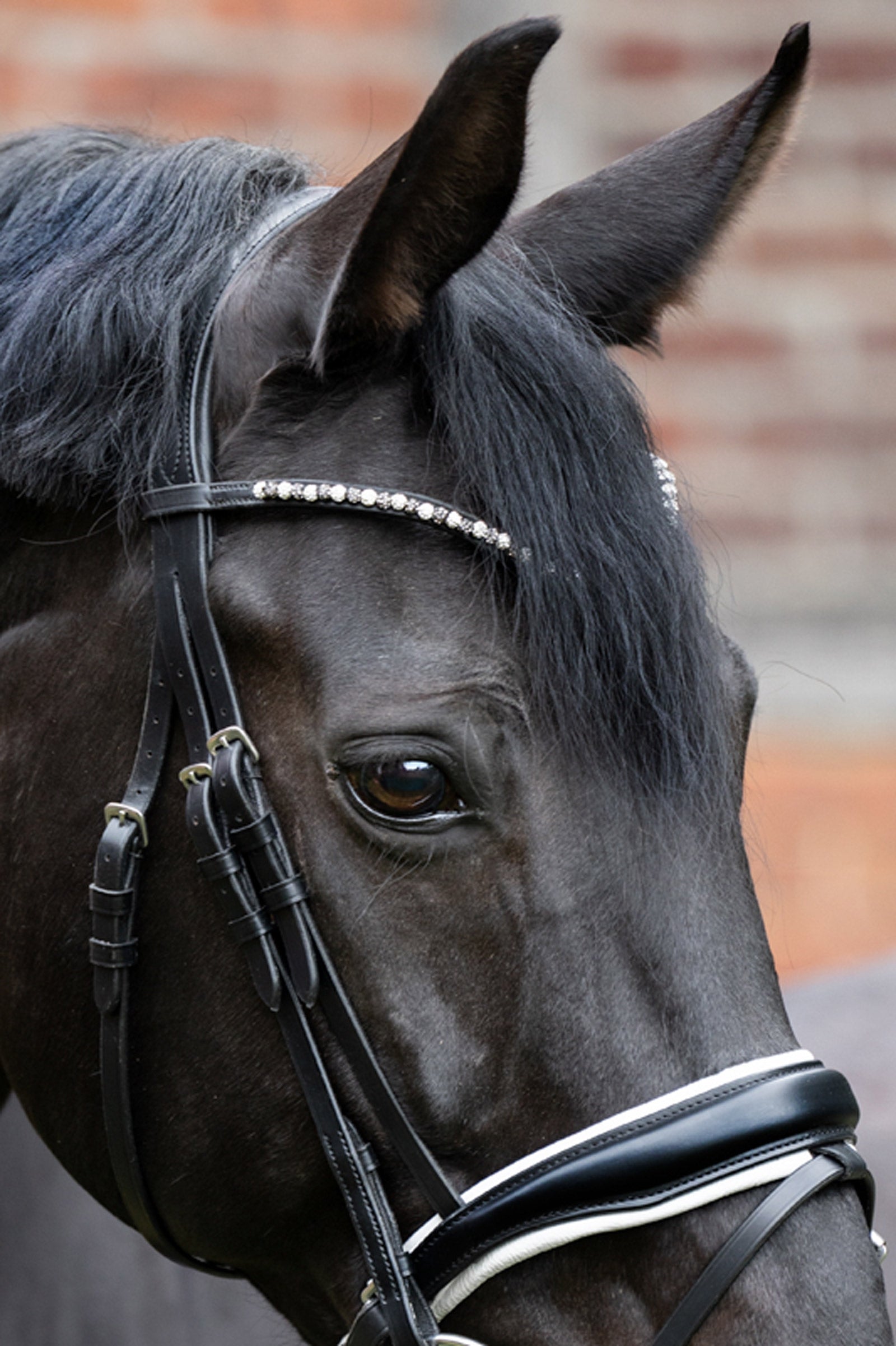 Kavalkade Browband Pila Bridles & Reins