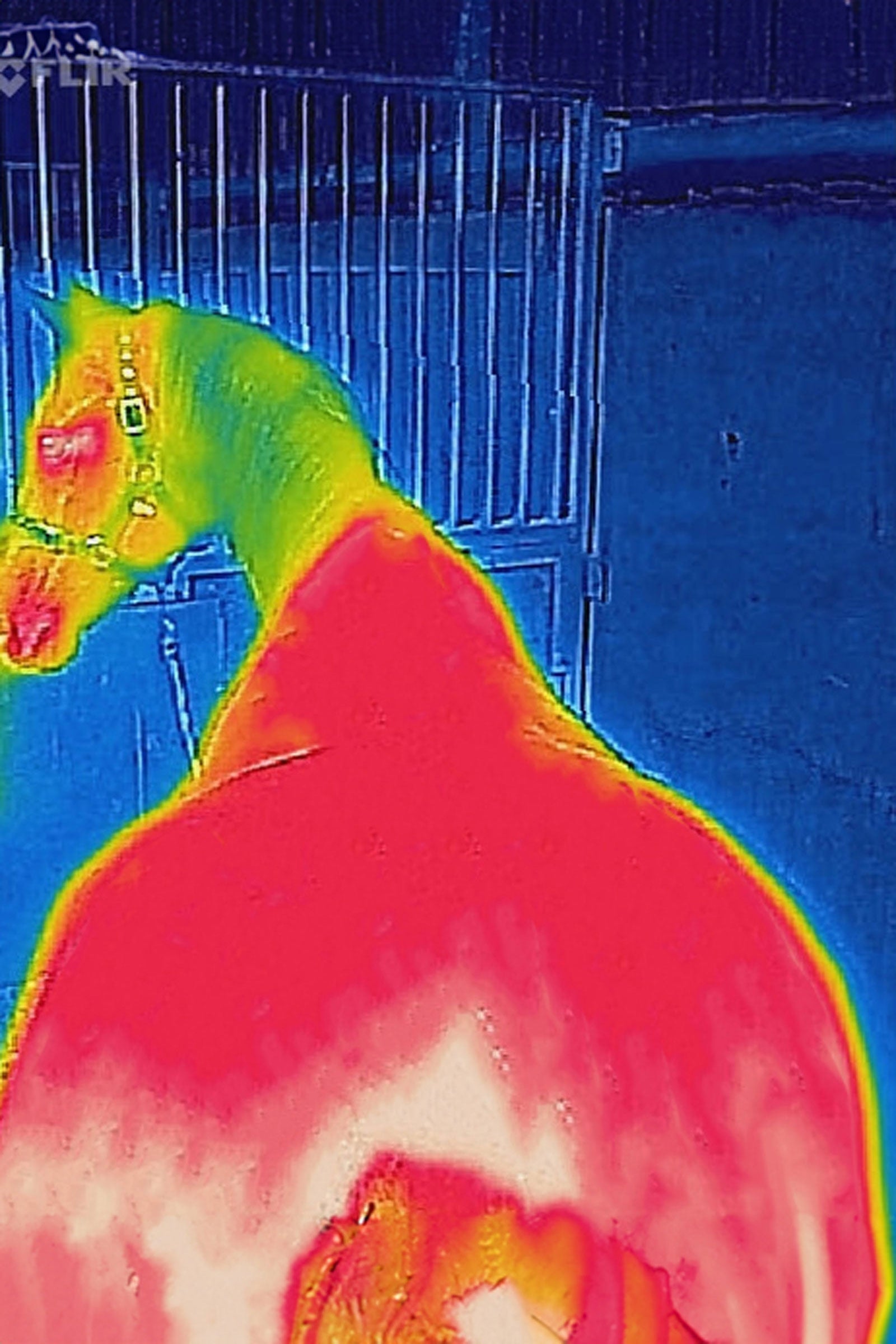 Bucas Therapy Turnout Rug Light, 50g Horse Rugs