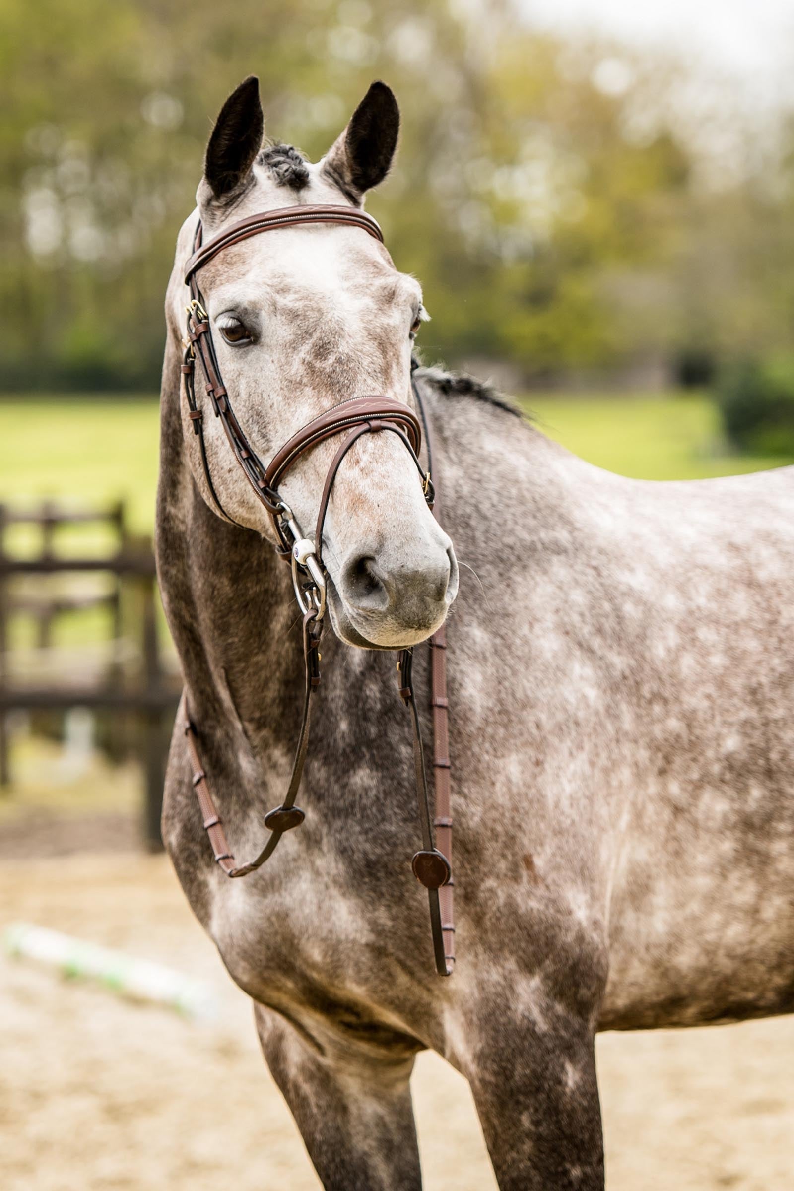 Trust Equestrian Amsterdam Combined Noseband Anatomic Bridle Bridles & Reins