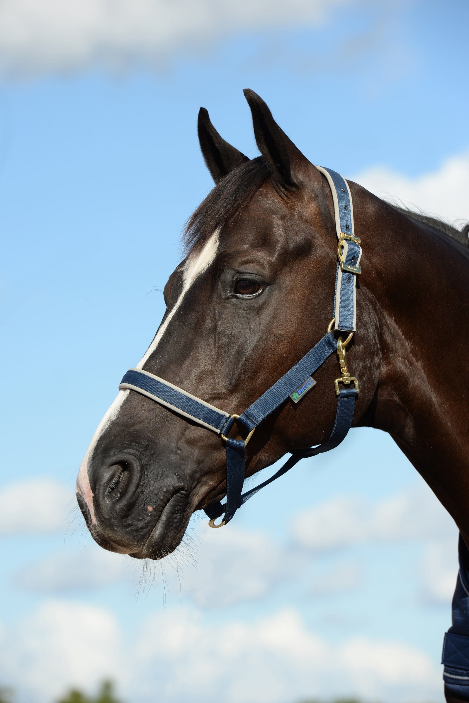 Bucas Luksusowa wyściełana kamizelka Dublin Kantary i uwiązy