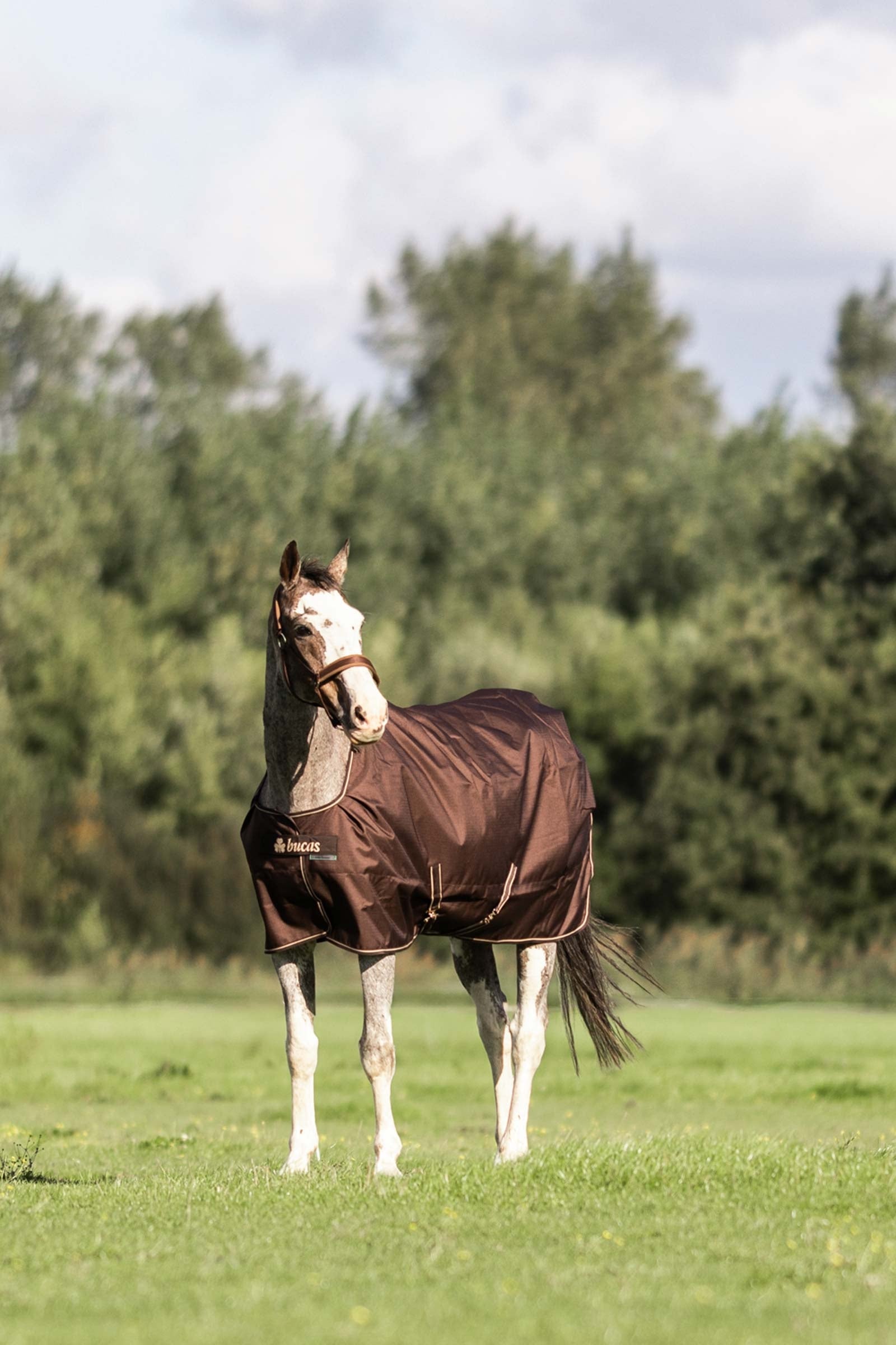 Bucas Irish Turnout 50 g Rug & Neck Horse Rugs