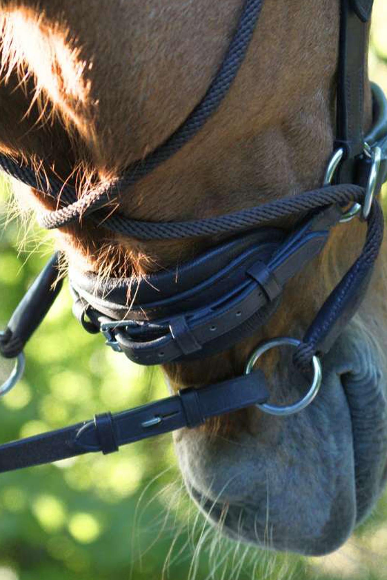 Kavalkade Cross Light Bitless Bridle With English Noseband Bridles & Reins