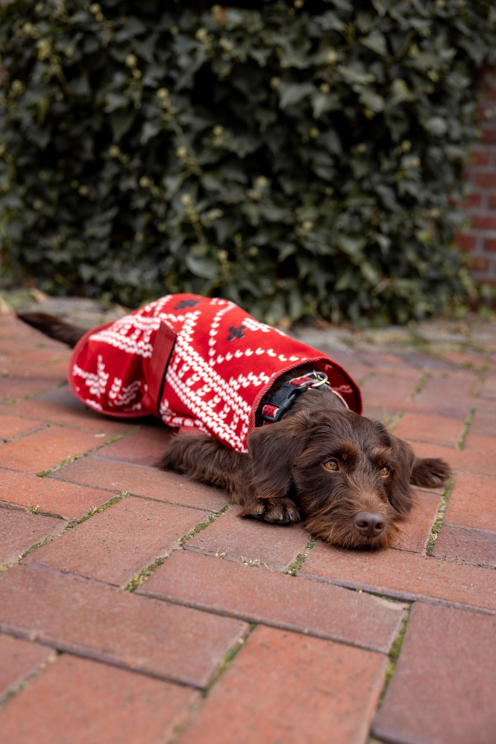Horze Christmas dog sweater Dog Accesories