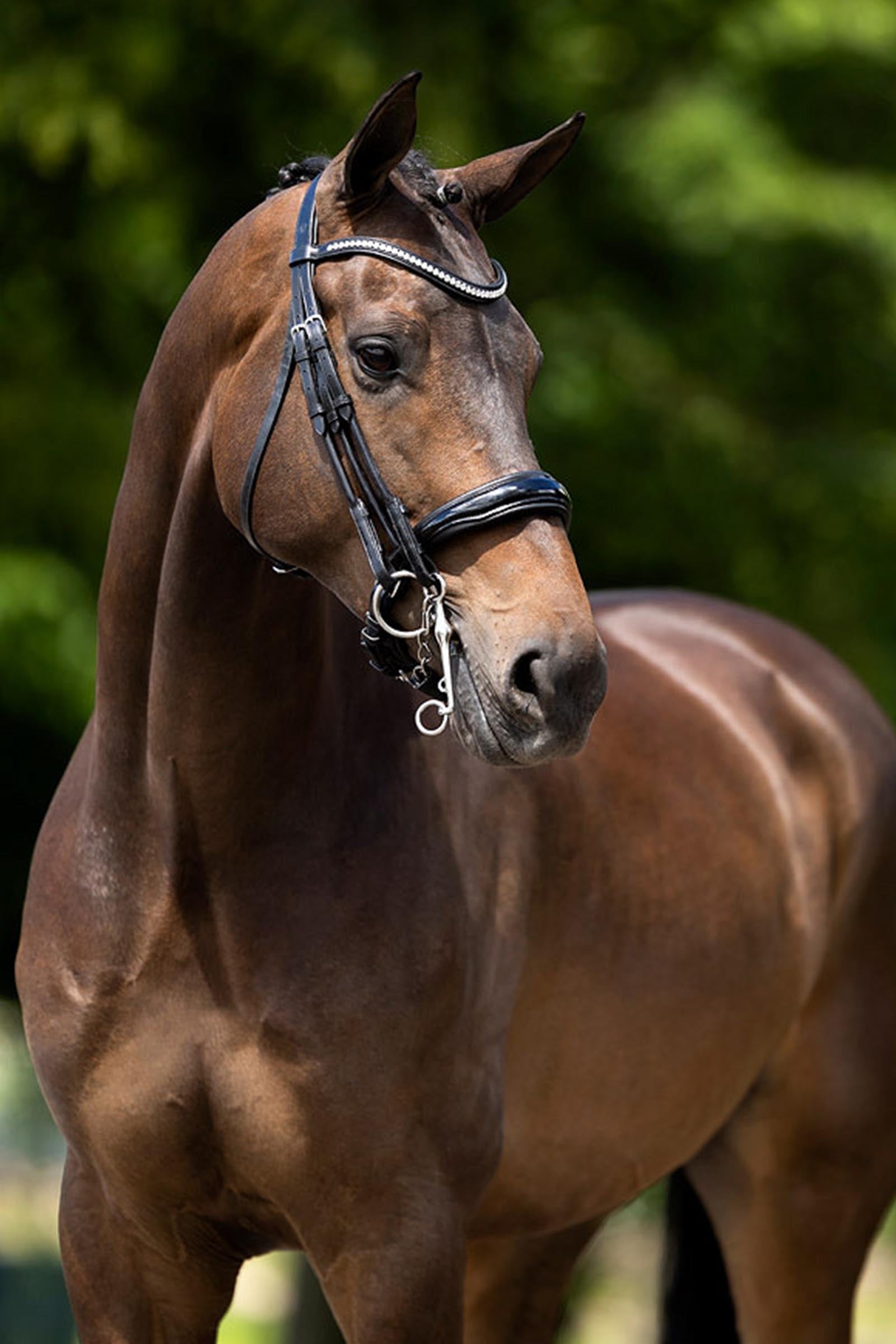 BR Keswick Weymouth Bridle Bridles & Reins