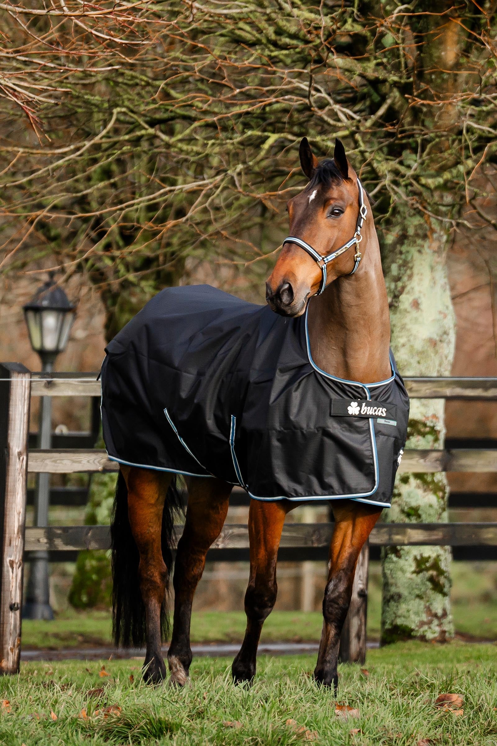 Bucas Anniversary SF Light Rain Turnout Rug, 50g Horse Rugs