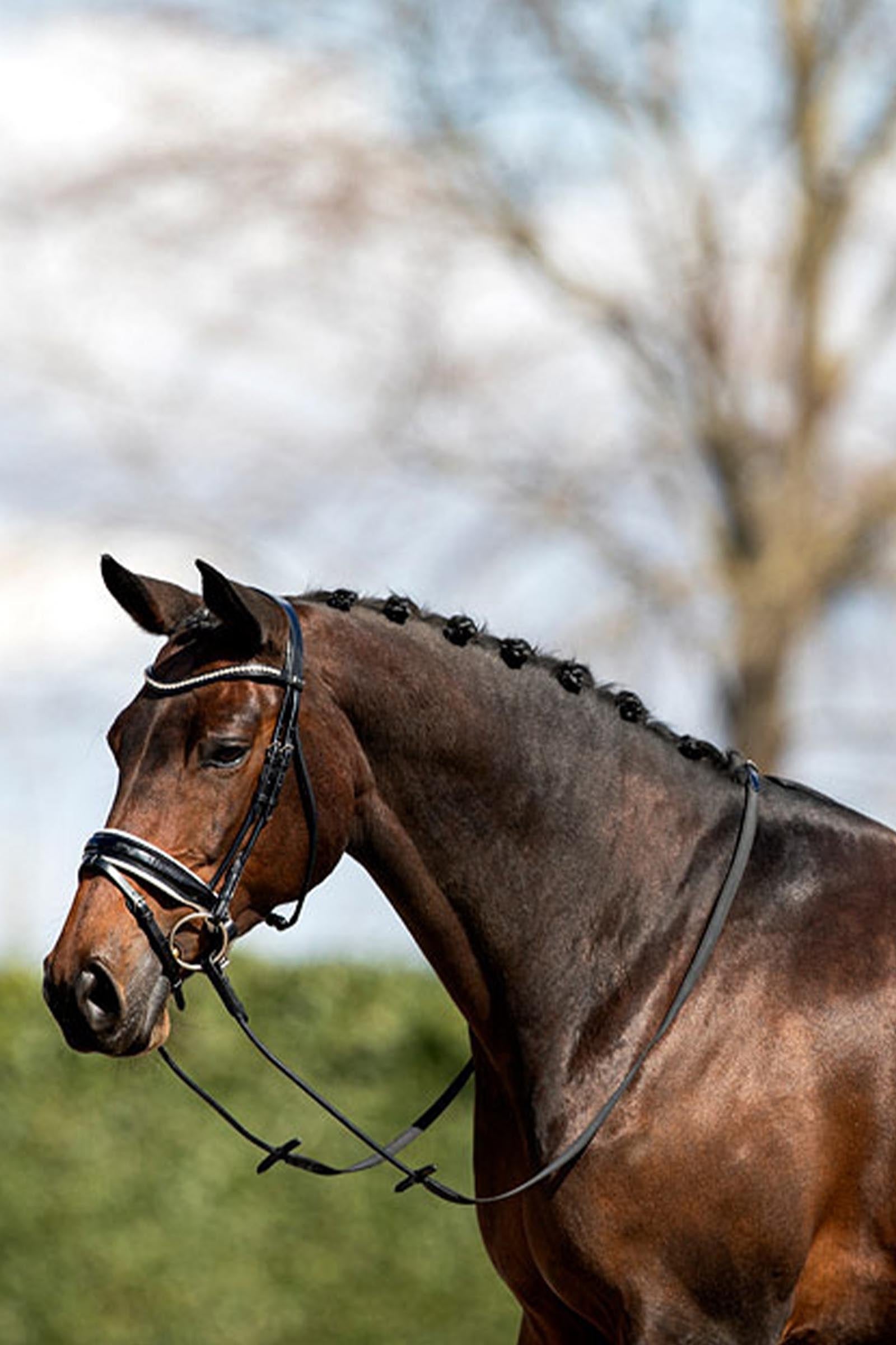 Anky ANKY Anatomic Bridle Shaped Noseband Bridles & Reins