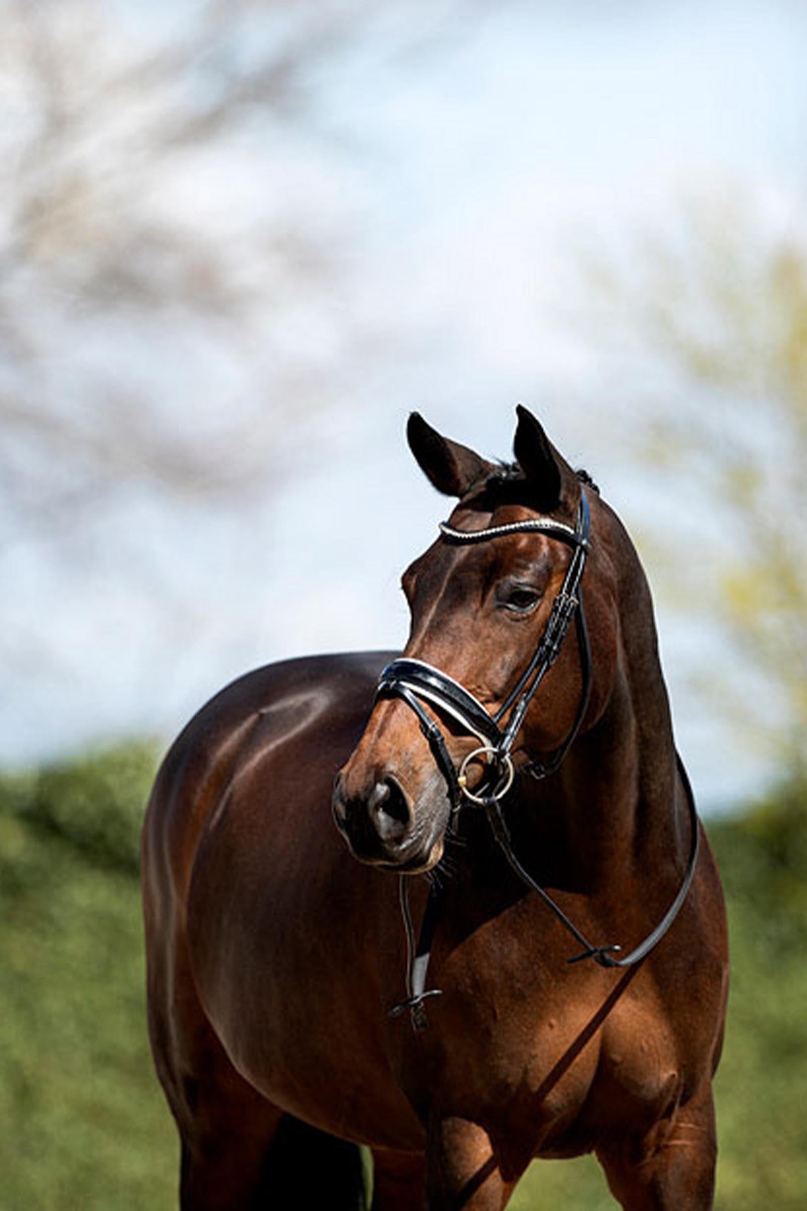 Anky ANKY Anatomic Bridle Shaped Noseband Bridles & Reins
