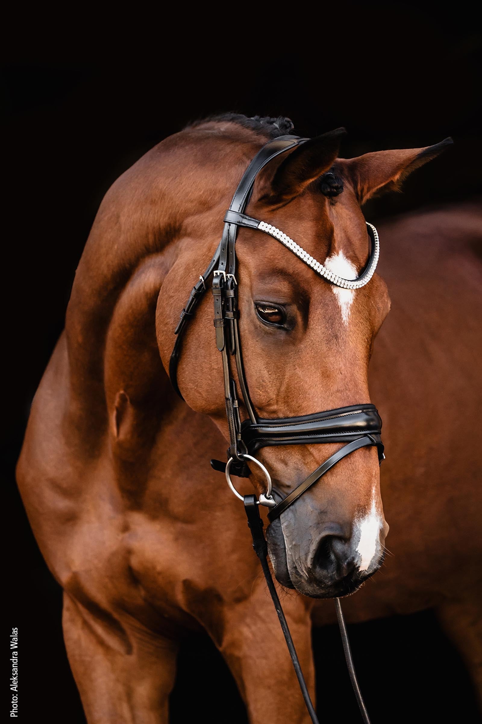 Schockemöhle Sports Johnny Bridle - Isabell Werth Collection Bridles & Reins