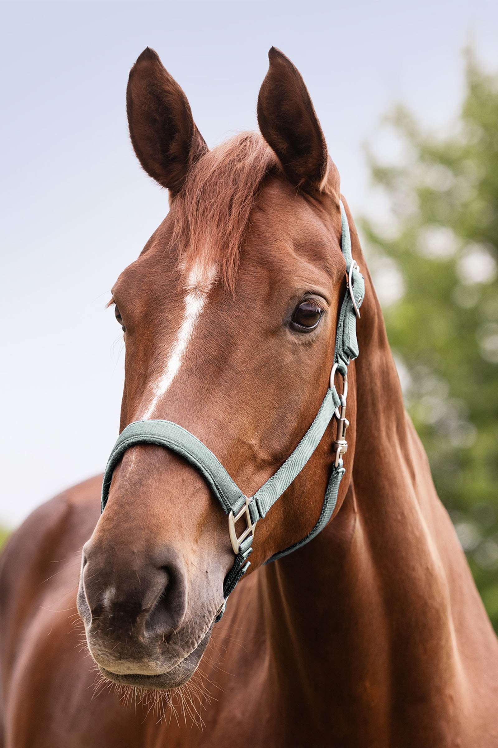 Waldhausen Perlon Satin Halter Halters & Leads