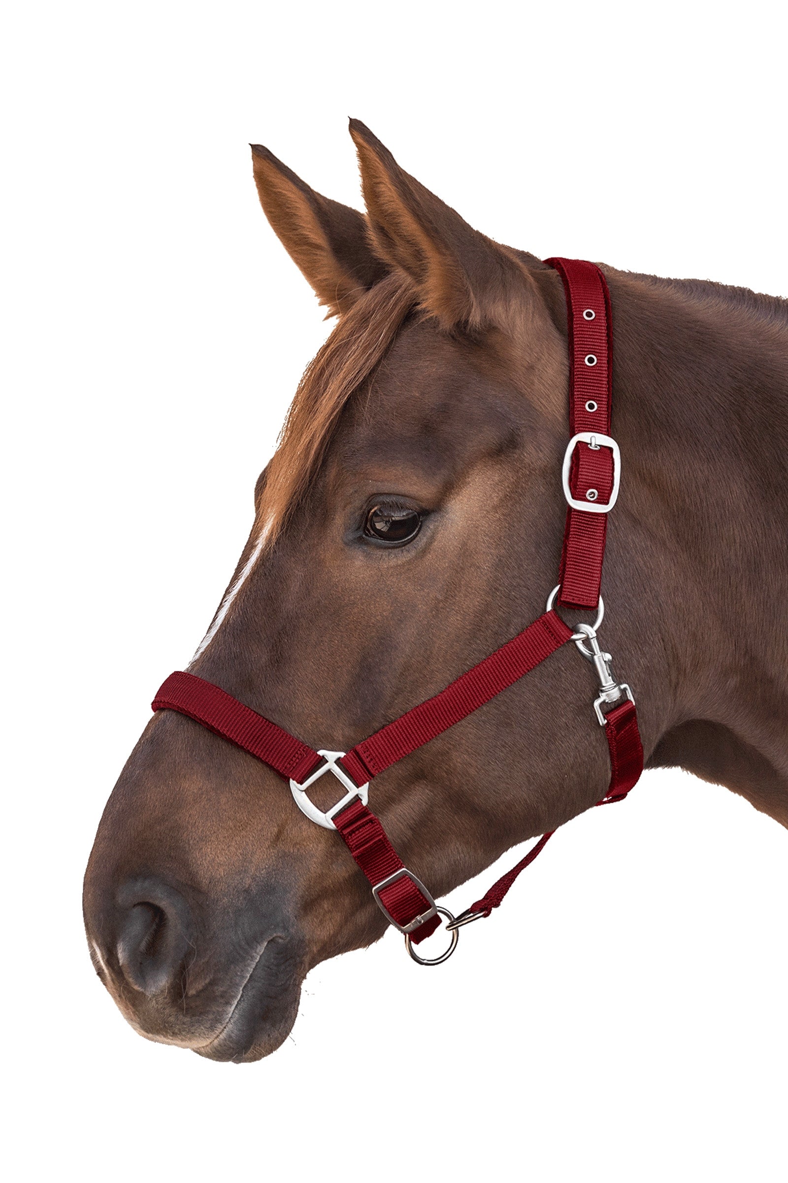 Waldhausen Perlon Satin Halter Halters & Leads