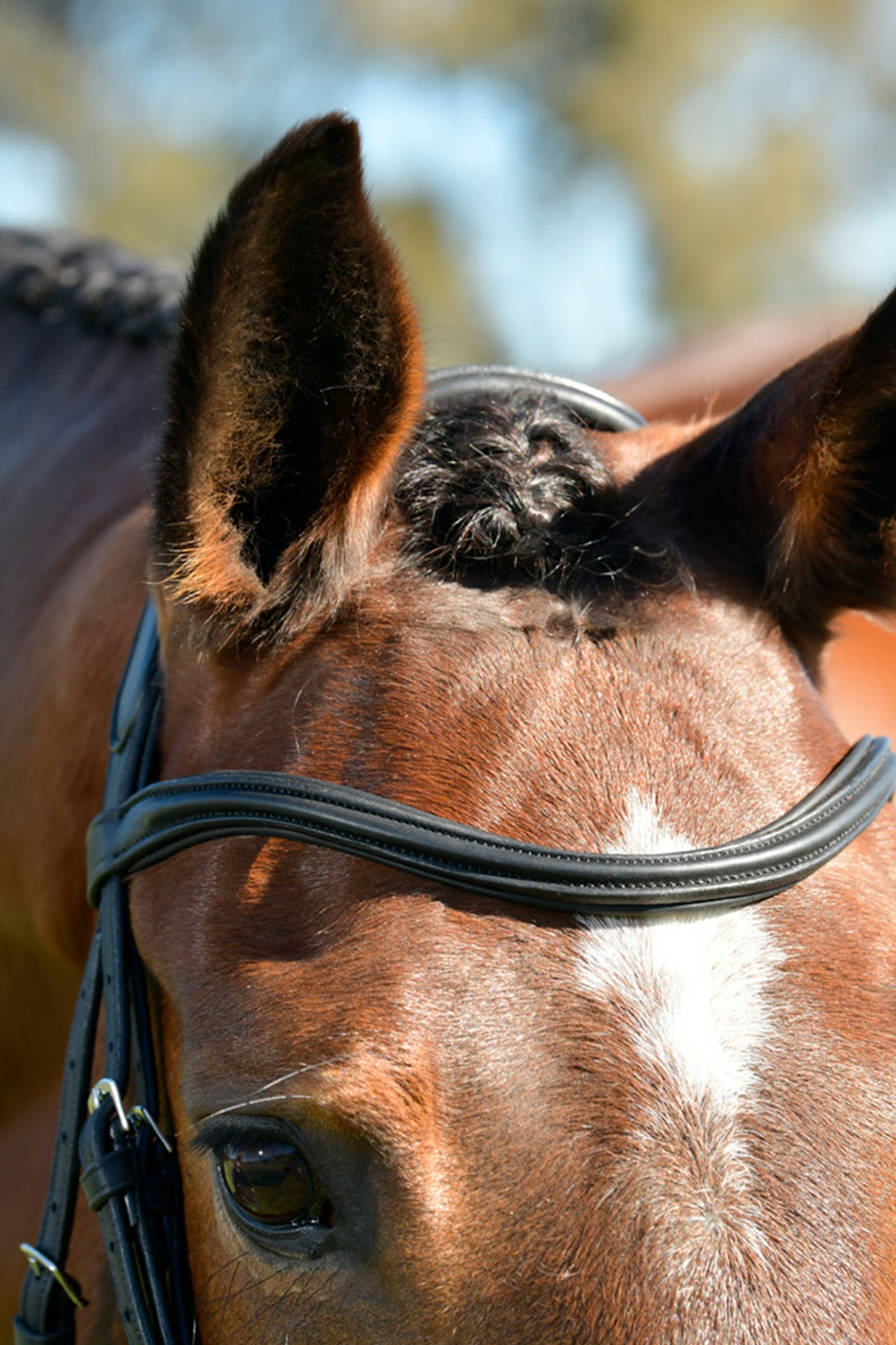 Collegiate Comfitec Opulux Plain Padded Hanoverian Flash Bridle Bridles & Reins