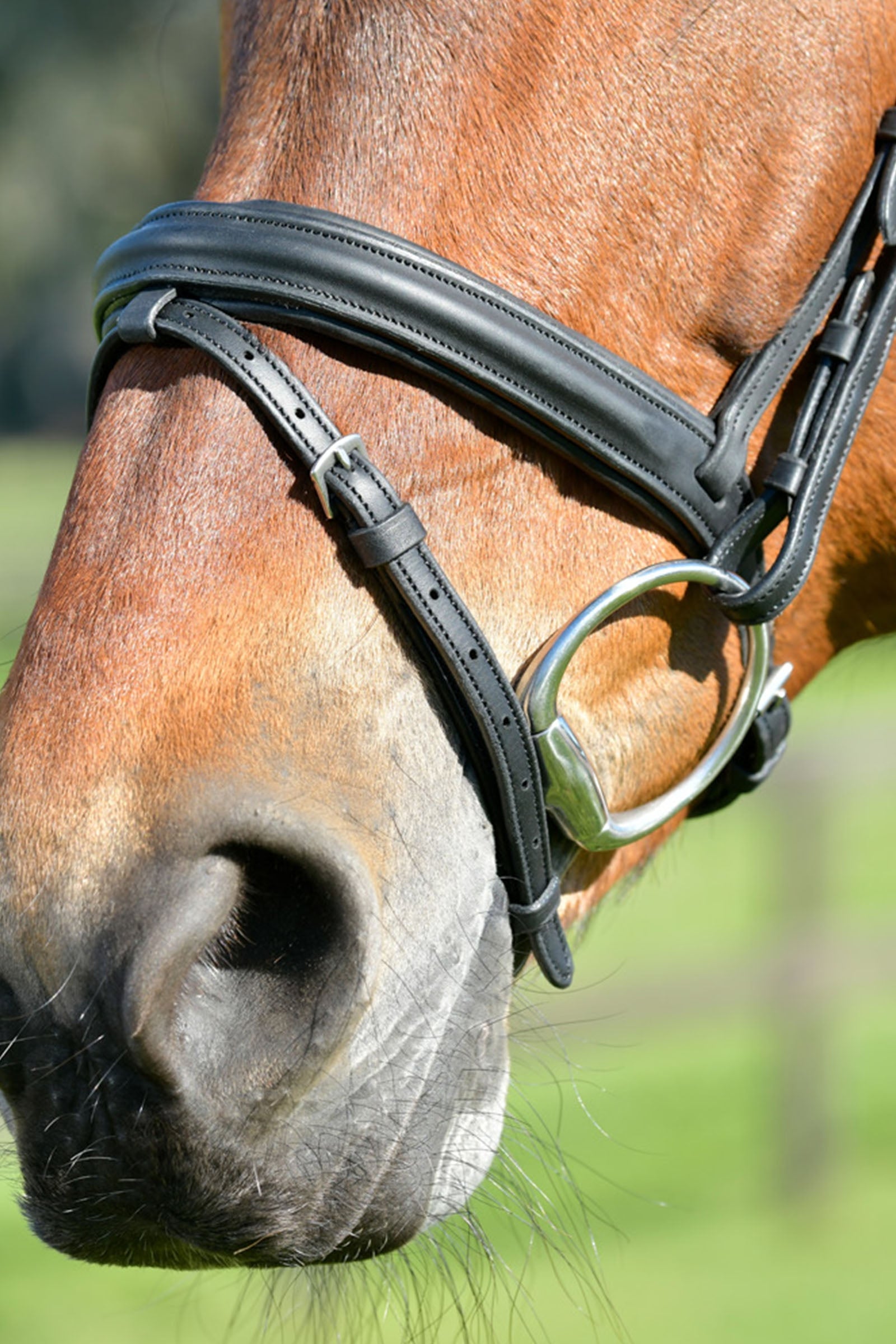 Collegiate Comfitec Opulux Plain Padded Hanoverian Flash Bridle Bridles & Reins