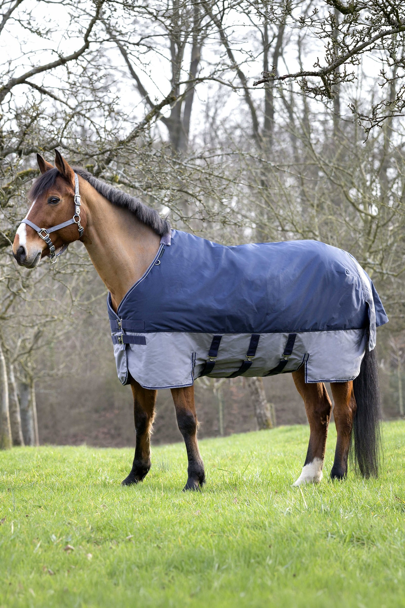 Equi Theme EQUITHÈME TYREX 600D Turnout Rug, 300 g Horse Rugs