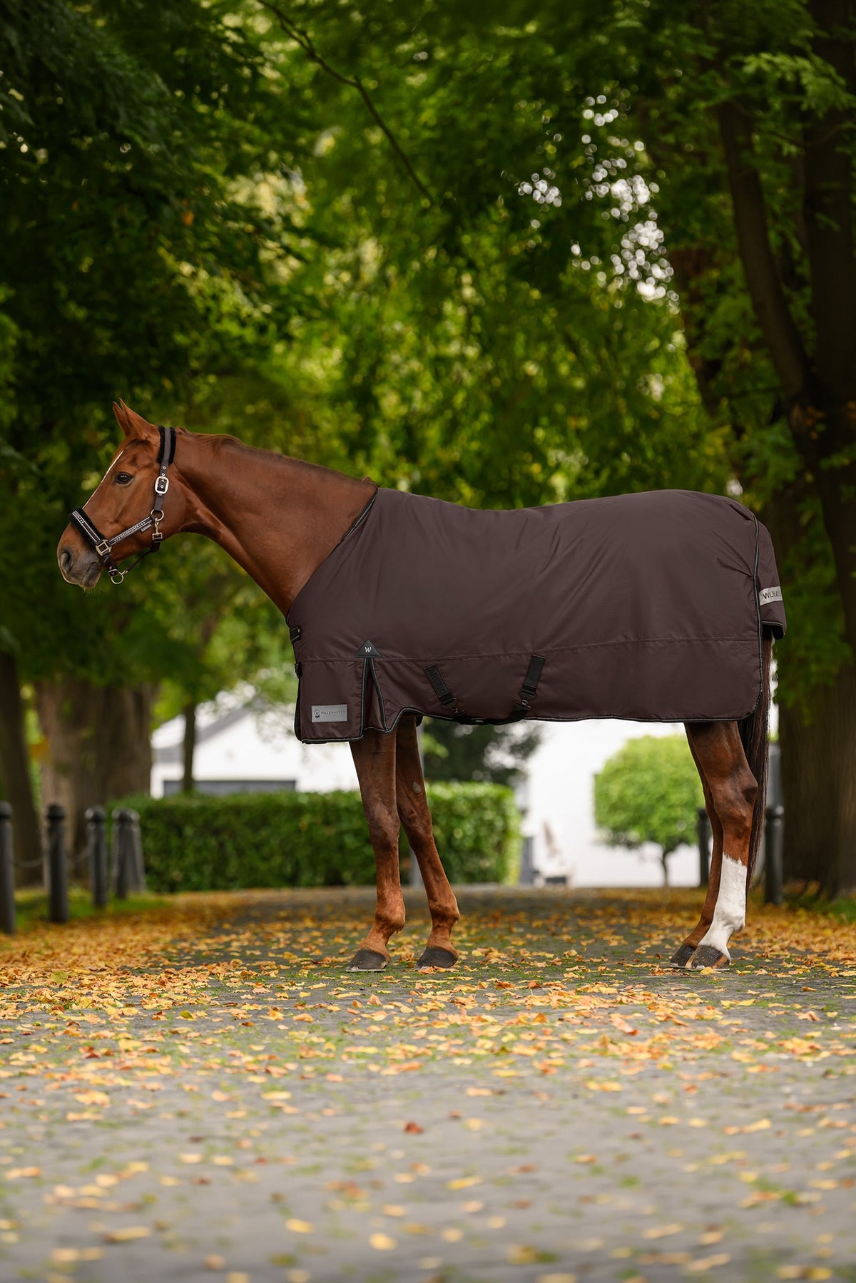 Waldhausen Arctic Outdoor Rug, 100 g Horse Rugs