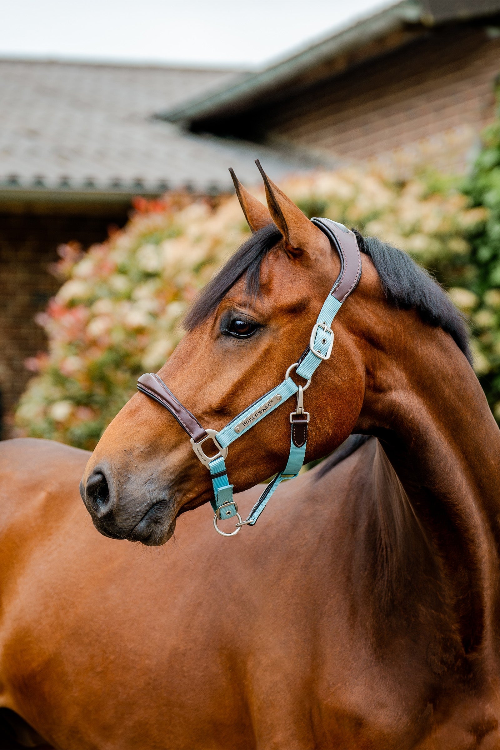 Horseware Signature Show Halter Kantary i uwiązy