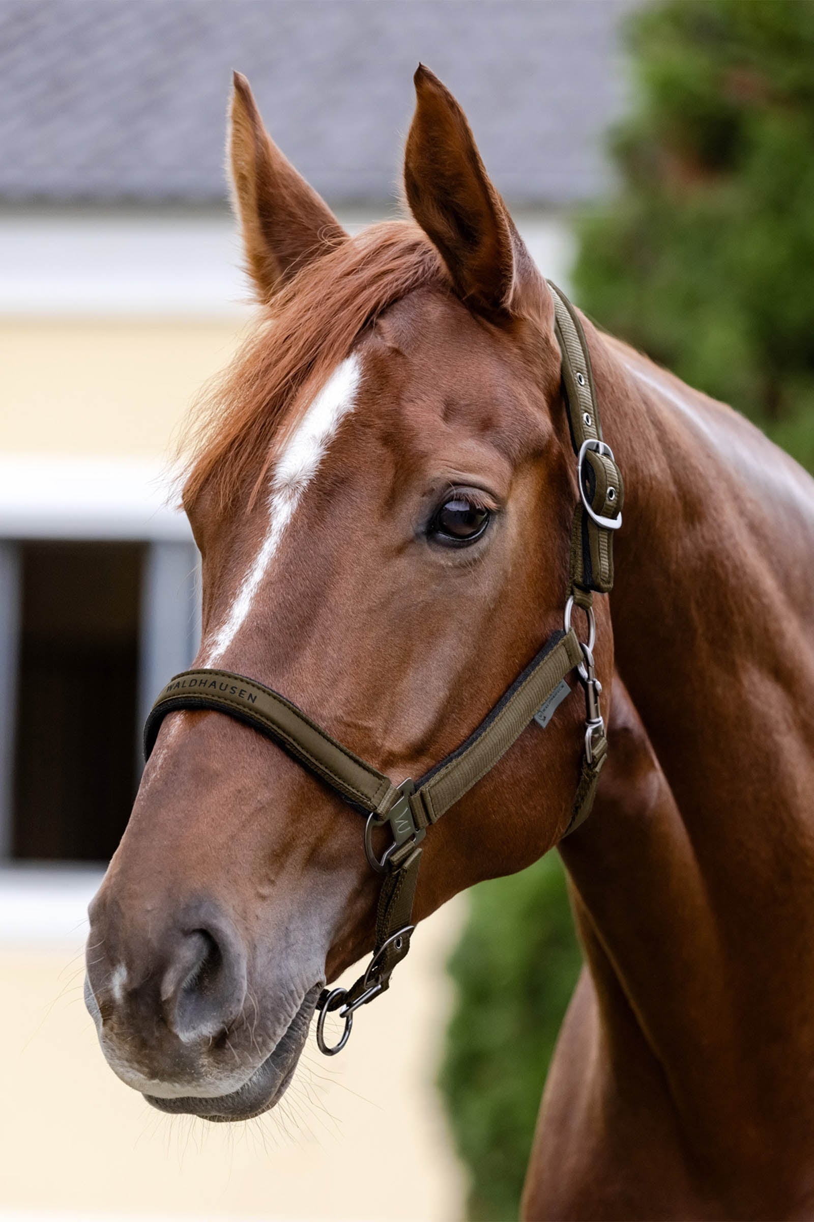 Waldhausen Athletic Halter Halters & Leads