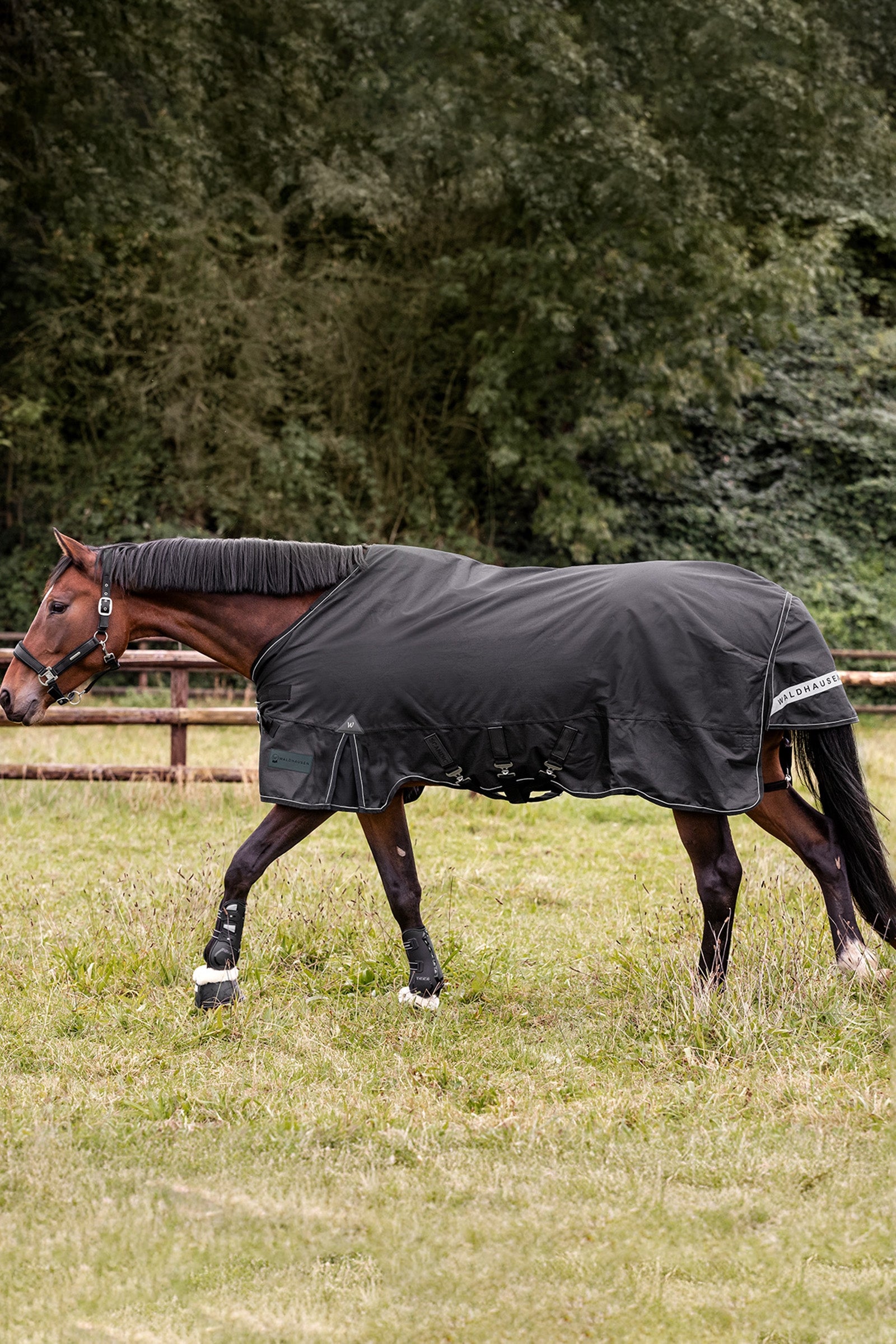 Waldhausen Outdoor Rug Scandic Multi-Layer 250 g/100 g Horse Rugs