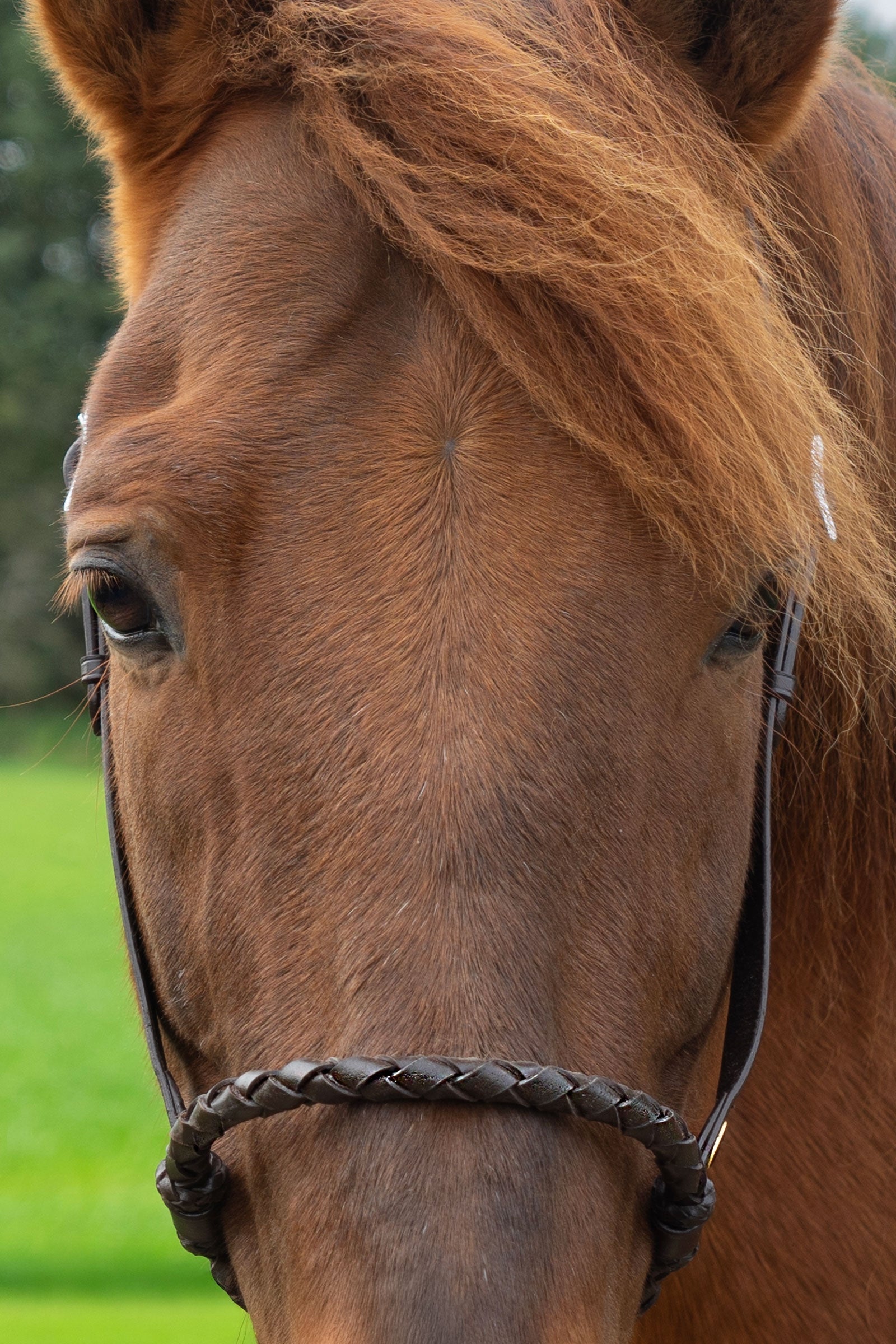 F.R.A. Freedom Riding Articles Bosal Tigo (System 2) Bridles & Reins