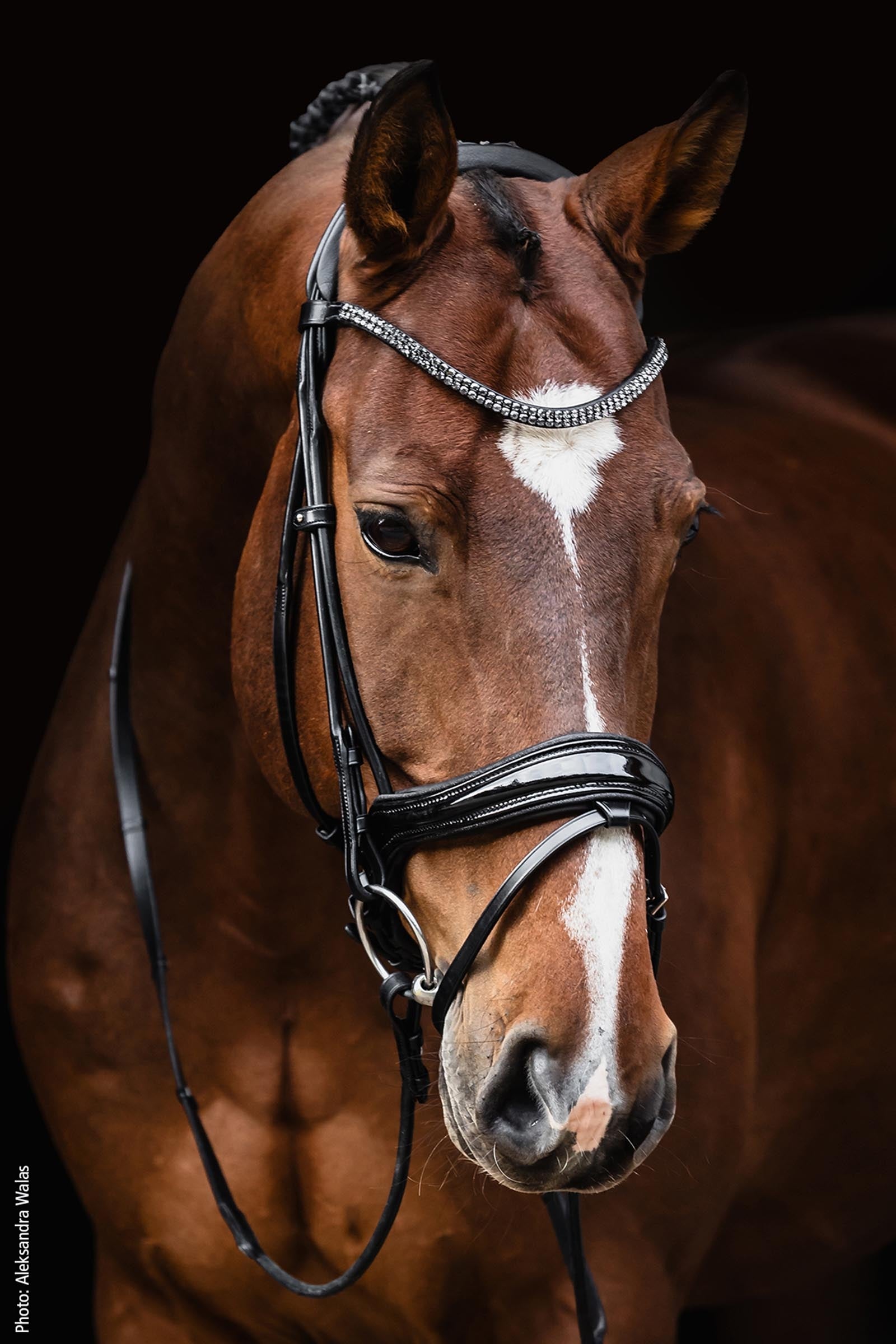Schockemöhle Sports Satchmo Bridle - Isabell Werth Collection Bridles & Reins
