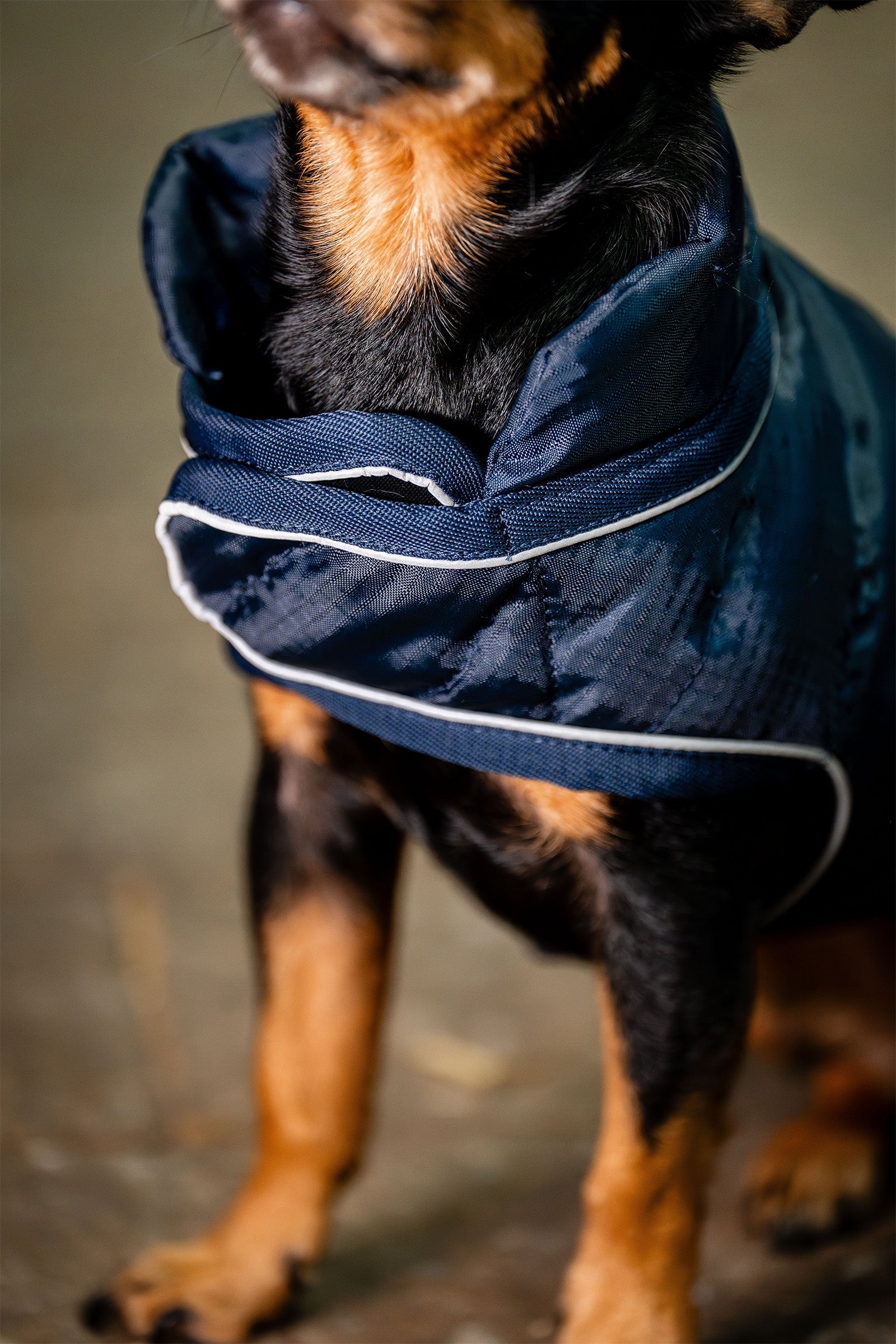 Horseware Signature Dog Rug Dog Accesories