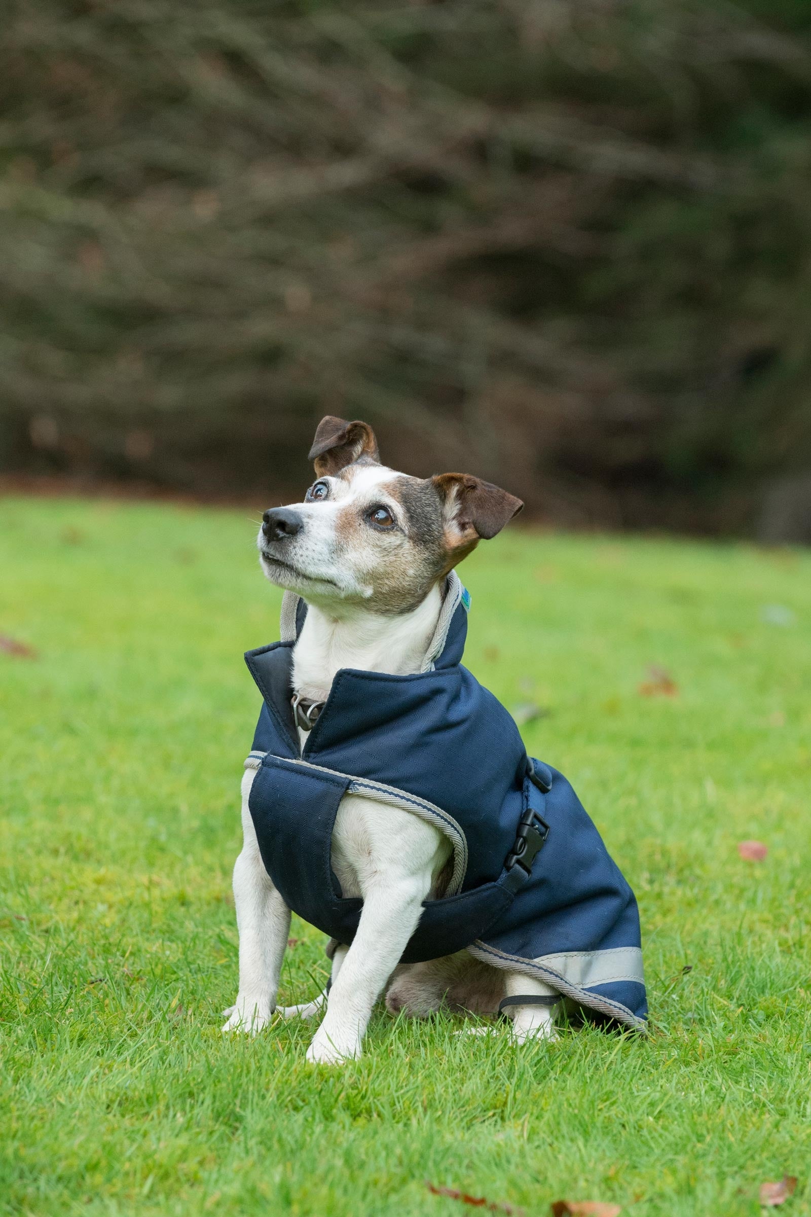 Bucas Freedom Kocyk dla psa, 300g (30-45 cm) Pies