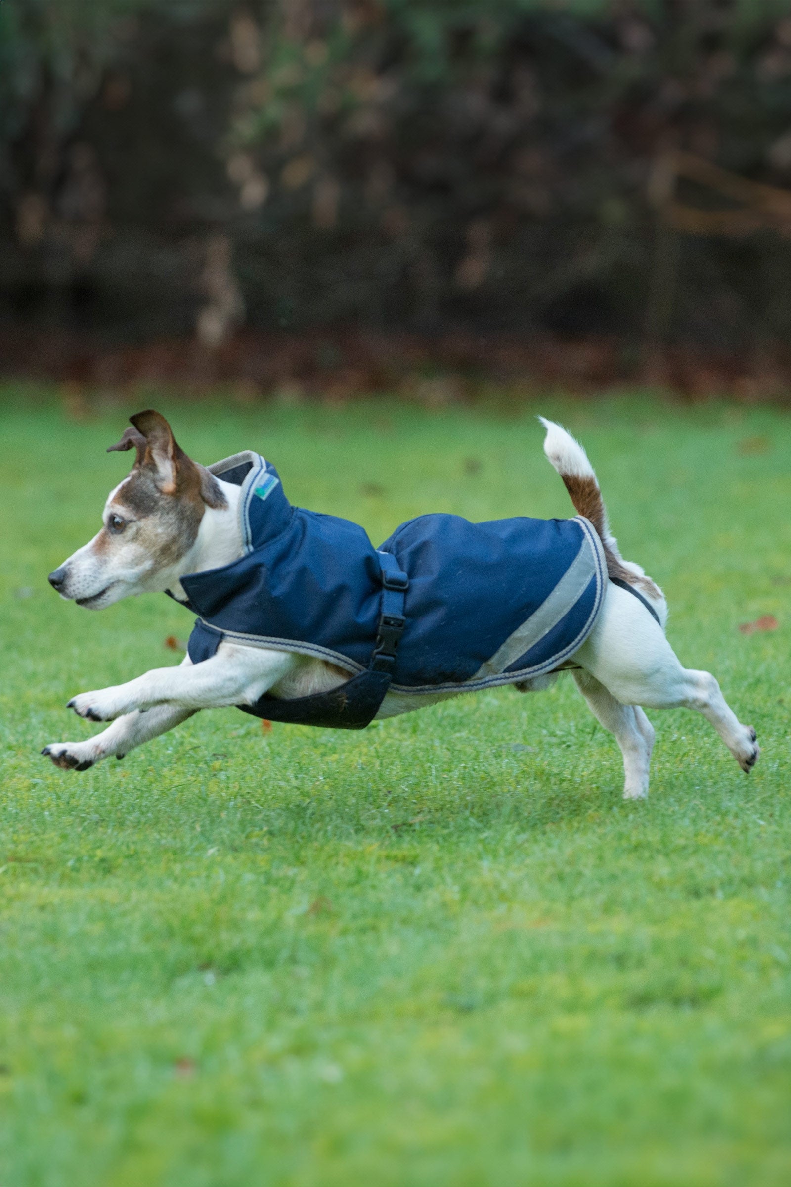 Bucas Freedom Dog Rug, 300g (30-45 cm) Dog Accesories